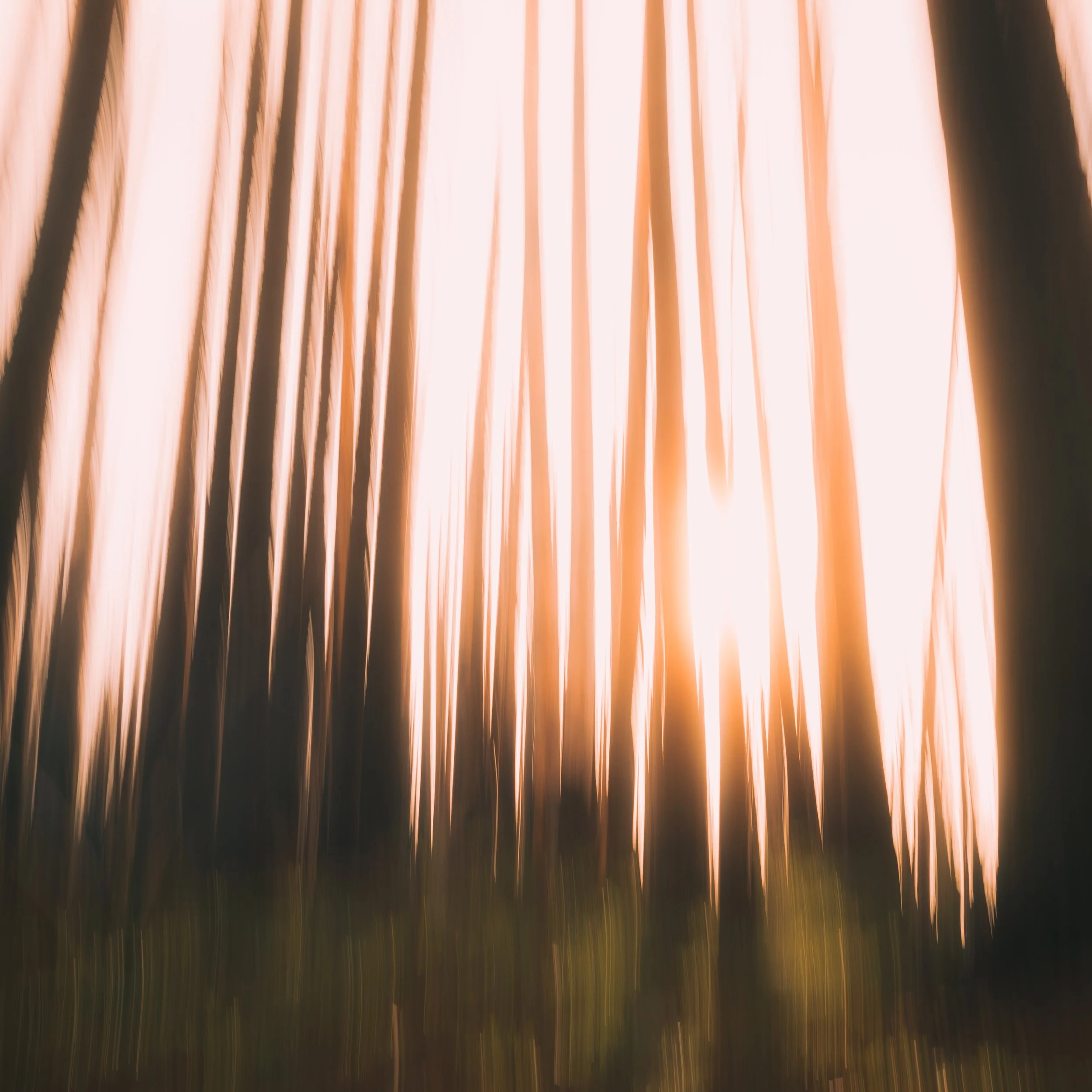 Blurred photo of tall grass or reeds with sunlight shining through, creating a warm, glowing effect.