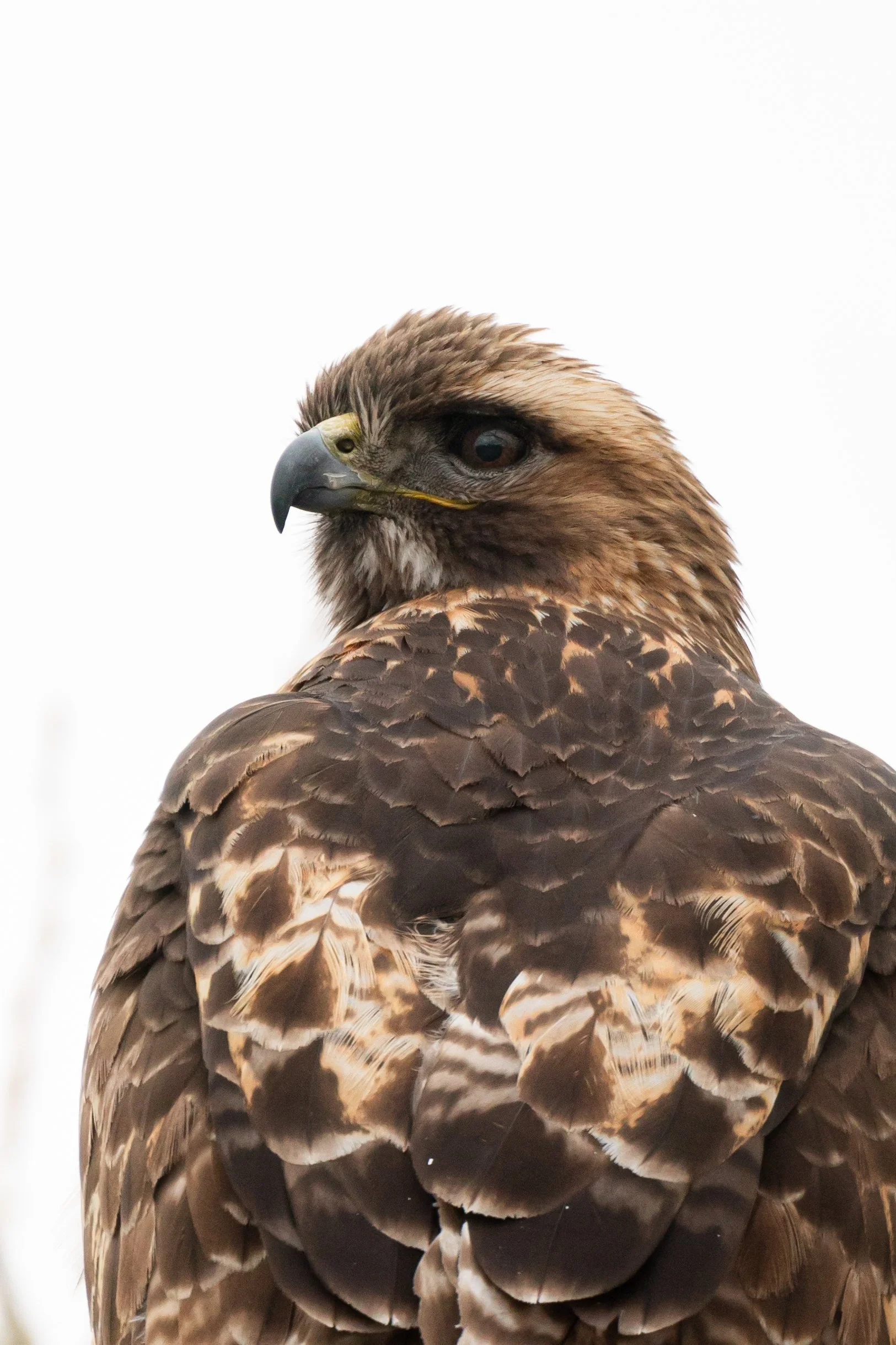 Close-up of a hawk showing its detailed feathers and fierce gaze.