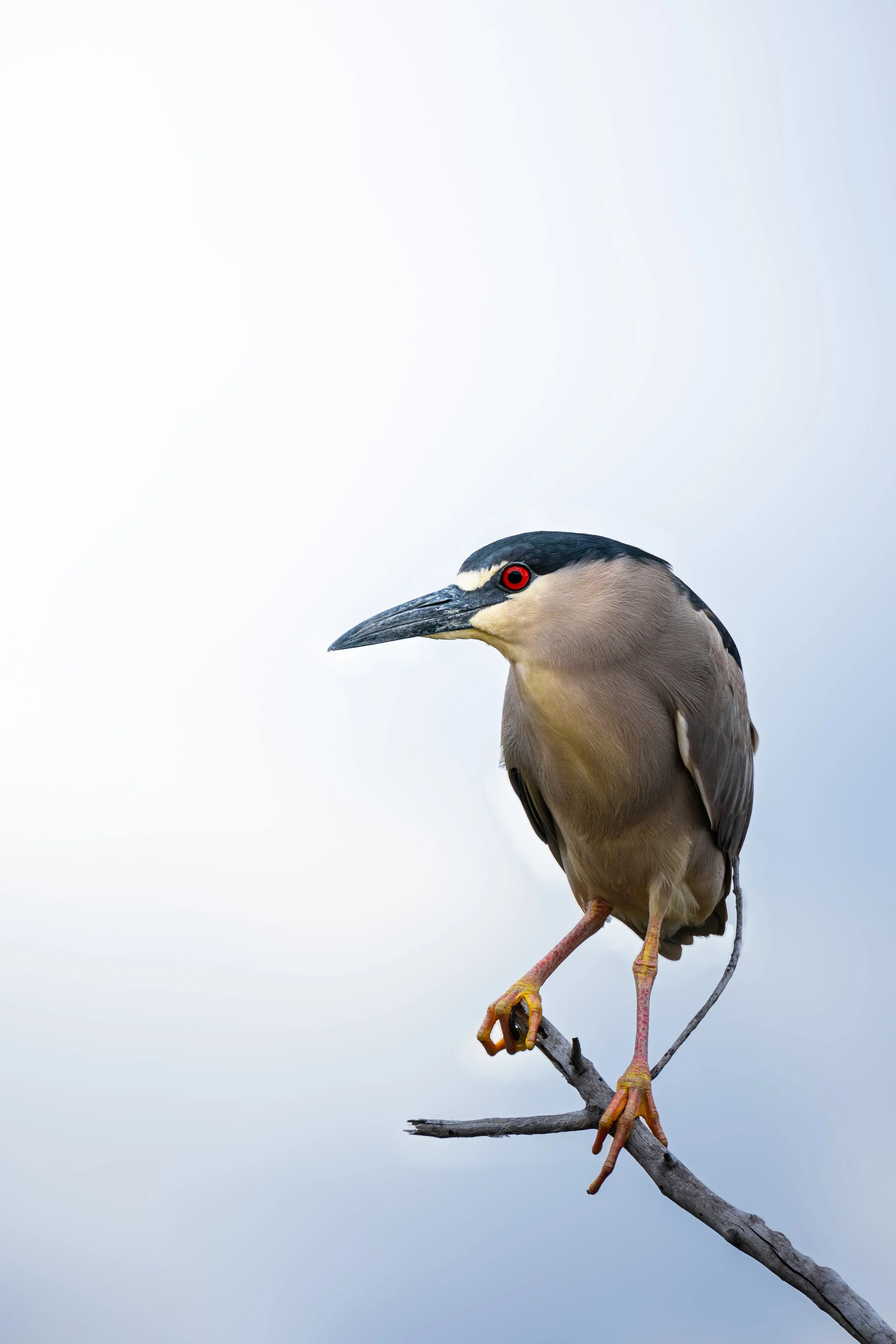 A bird with a black cap, beige body, and red eyes perched on a thin branch against a pale, gradient sky background.