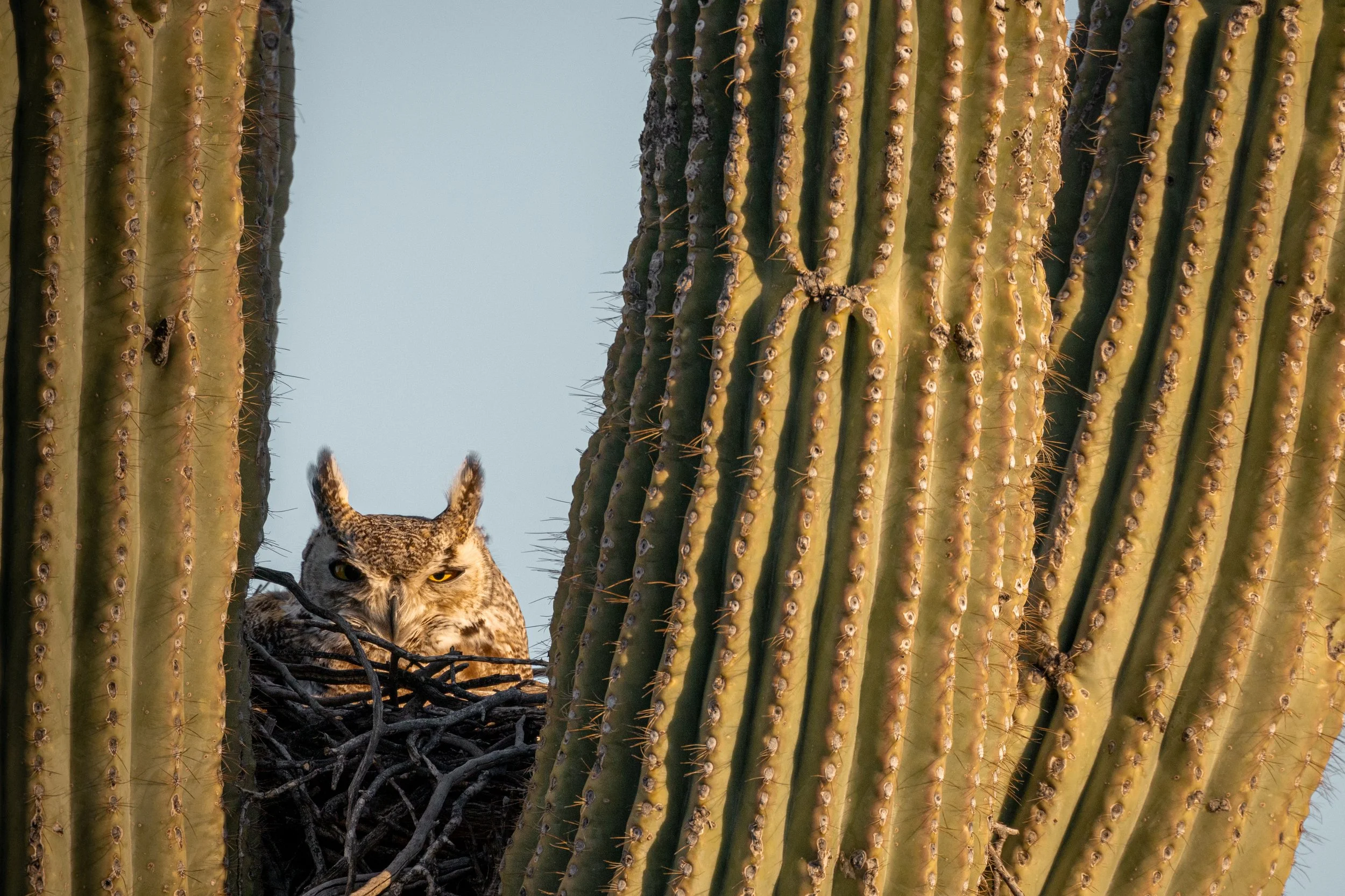 A great horned owl sitting in its nest on a tall cactus with green ribs and spines, with a pale blue sky in the background.