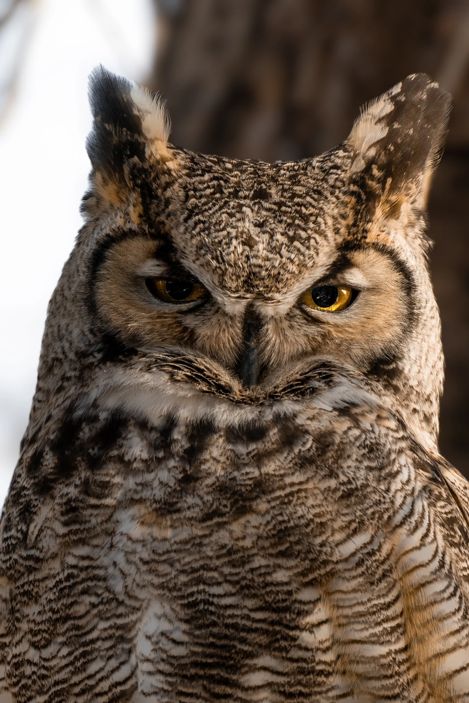 Close-up of a great horned owl with piercing yellow eyes and detailed mottled brown and gray feathers.