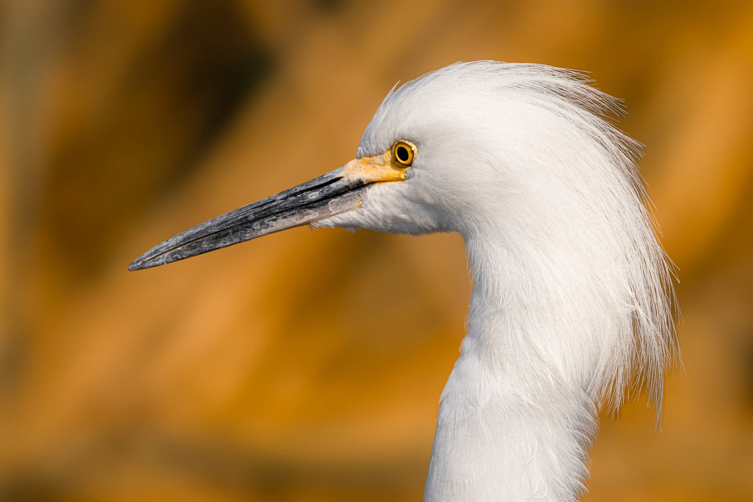 Close-up of a heron bird with white feathers and a long, pointed beak, against a blurred brown background.