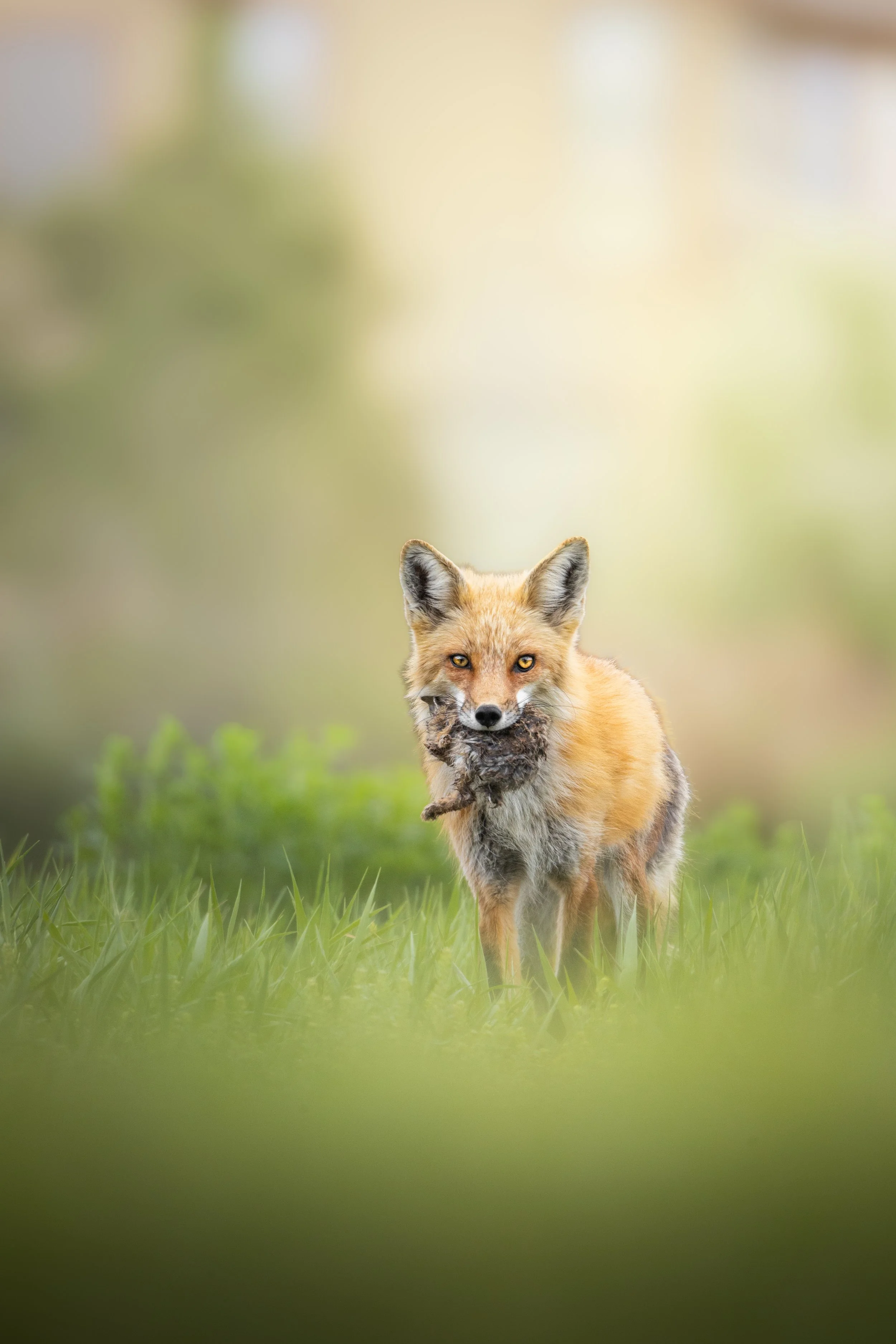 A fox standing on green grass holding a small animal in its mouth, with a blurred natural background.