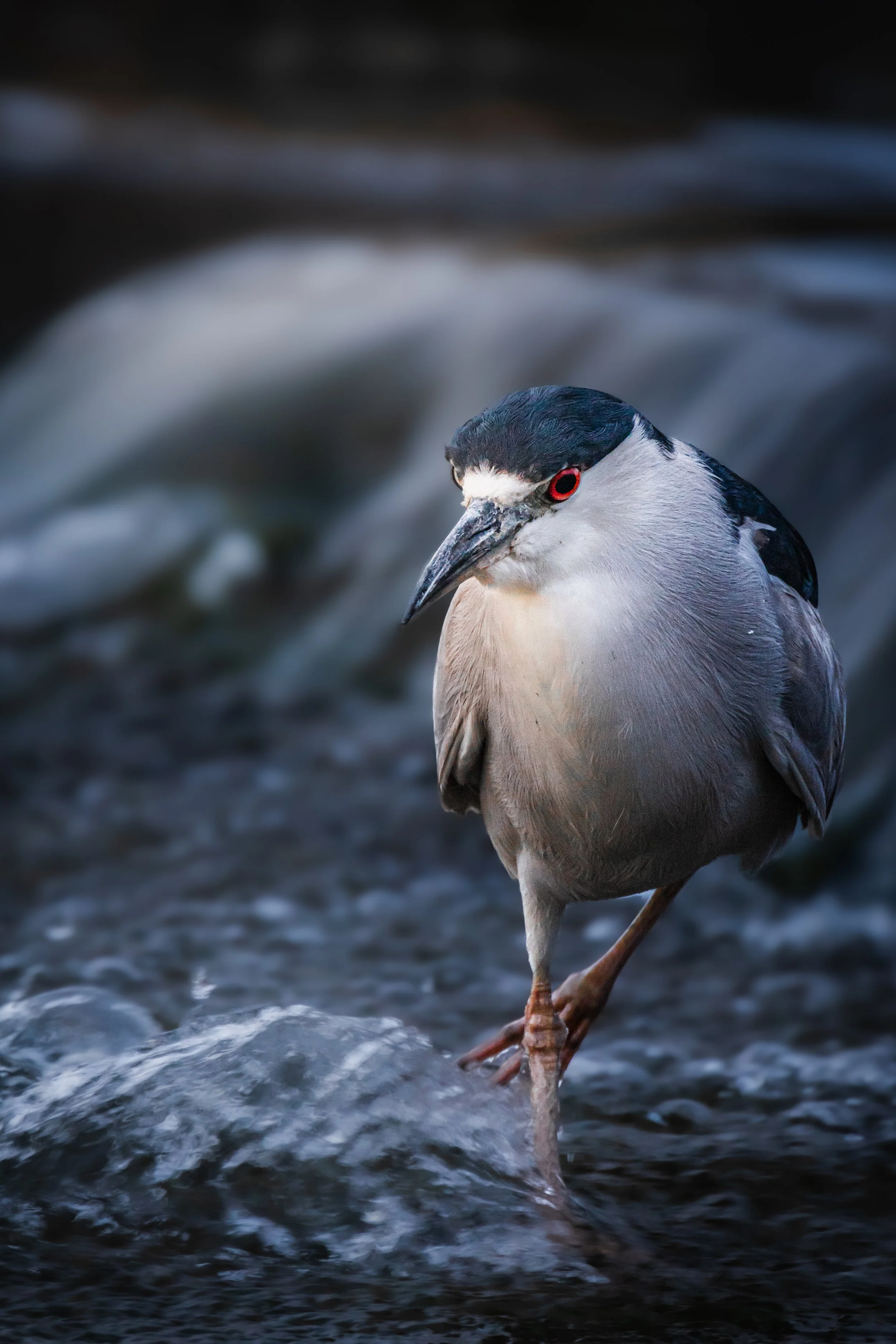 A close-up image of a heron standing in water with rocks in the background.