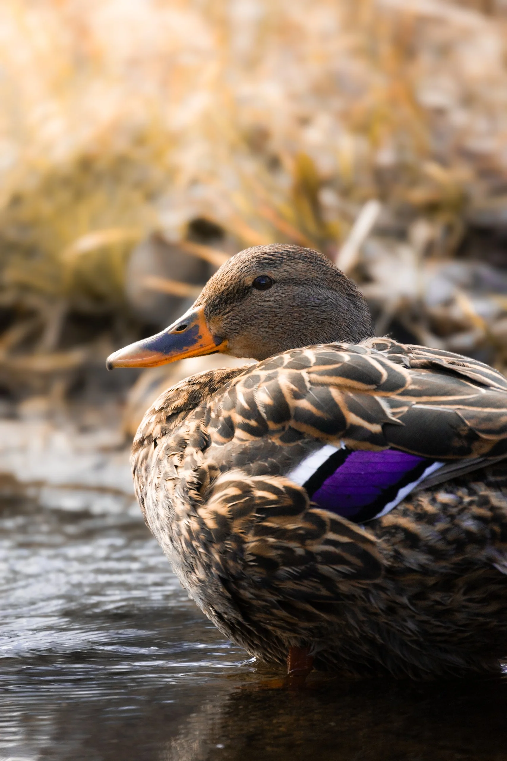 Close-up of a female mallard duck floating on water, showing detailed brown and tan feather pattern, orange bill with black markings, and a purple speculum on its wing.