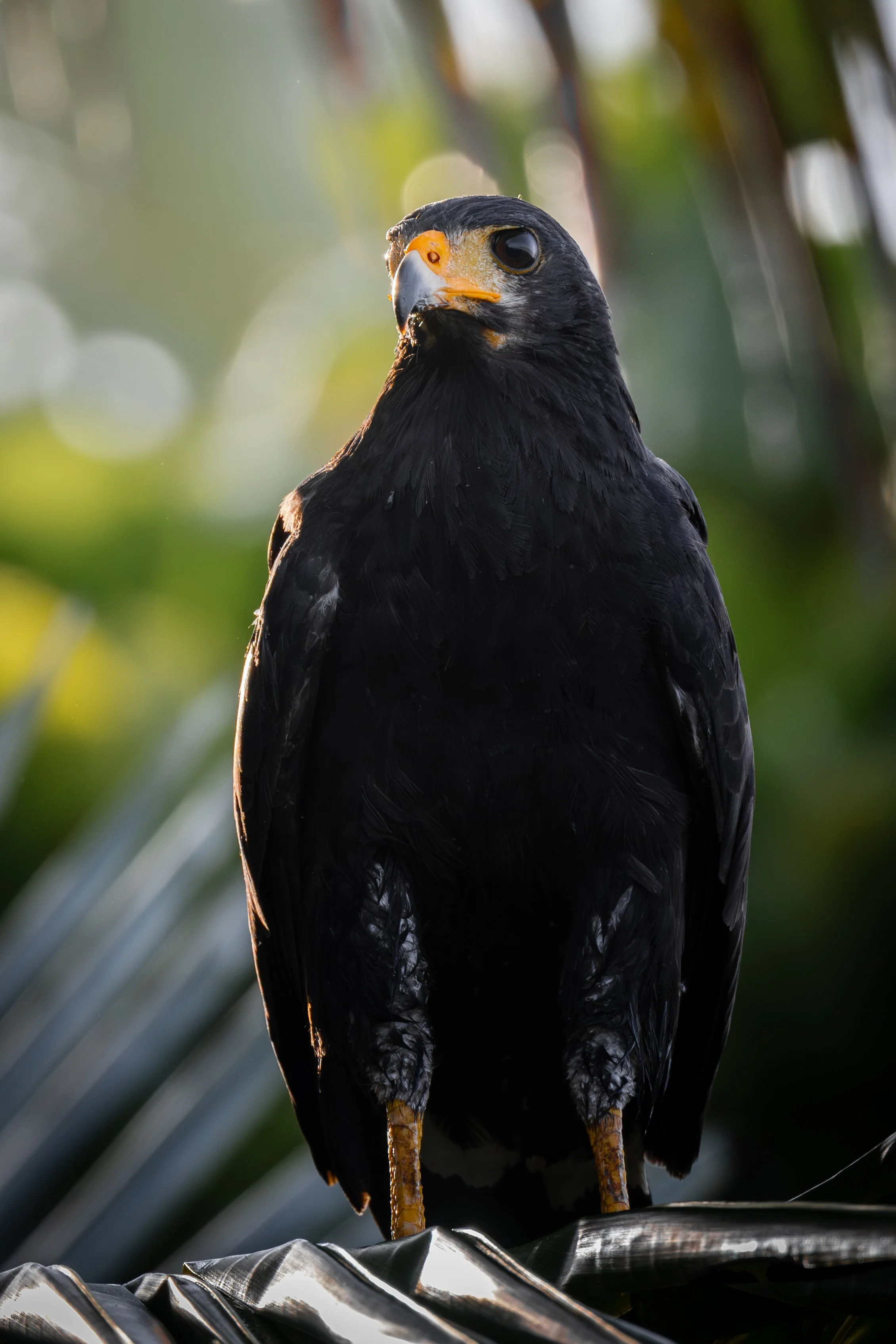 A close-up of a black bird of prey, likely a hawk, perched on a metal surface with a blurred green leafy background.
