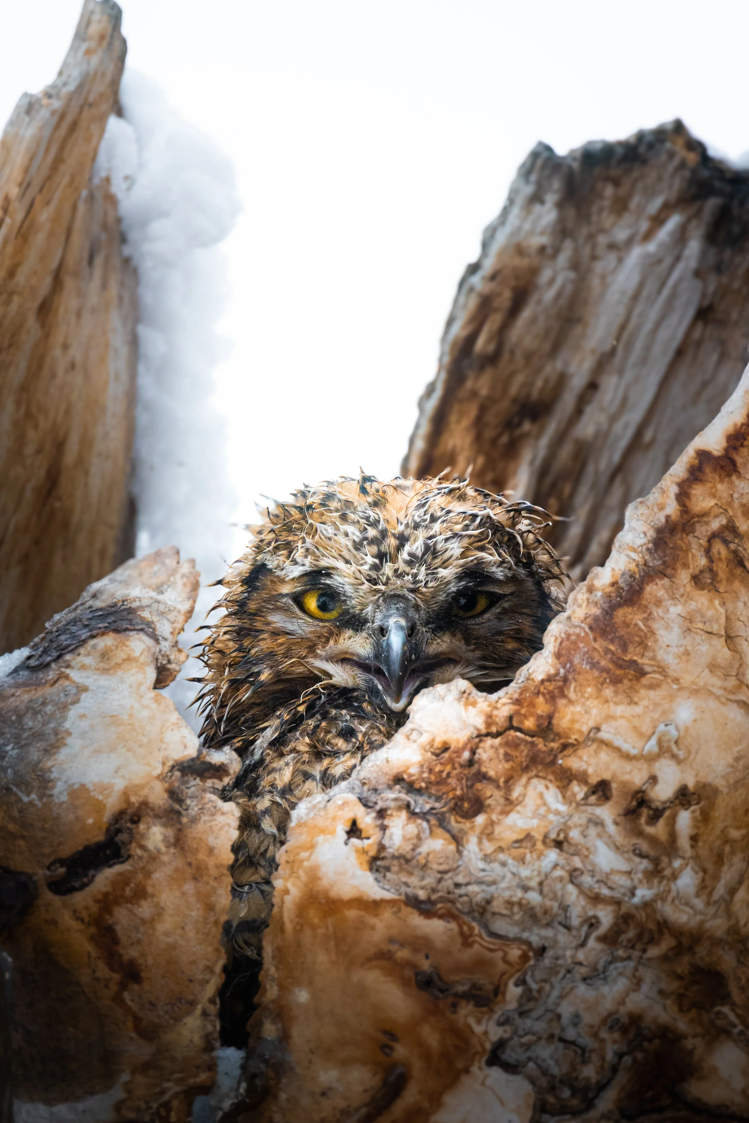 Close-up of a fierce-looking hawk with yellow eyes, perched among tree branches and rocks.