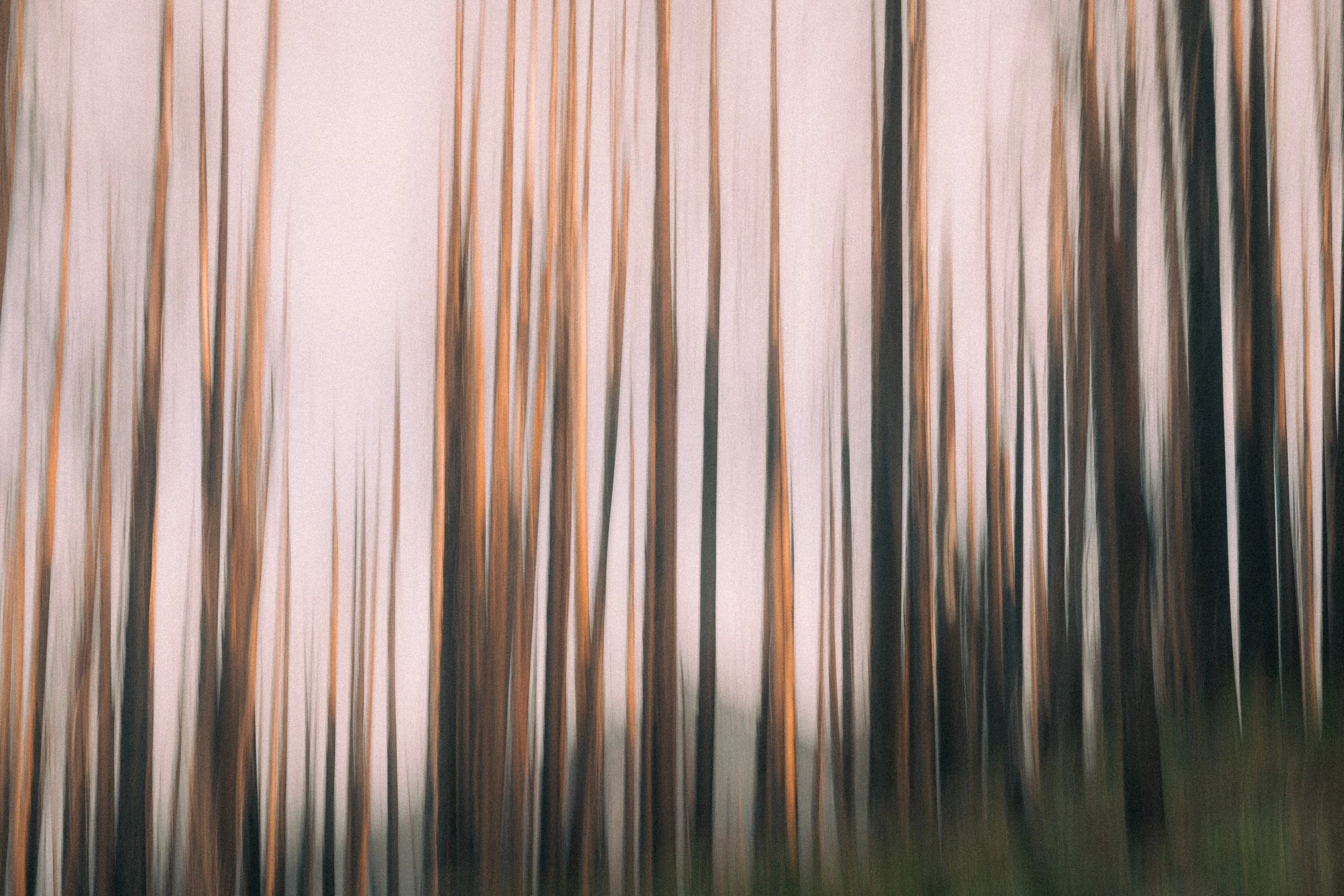 Blurred forest of tall, thin trees with a soft pink sky background.