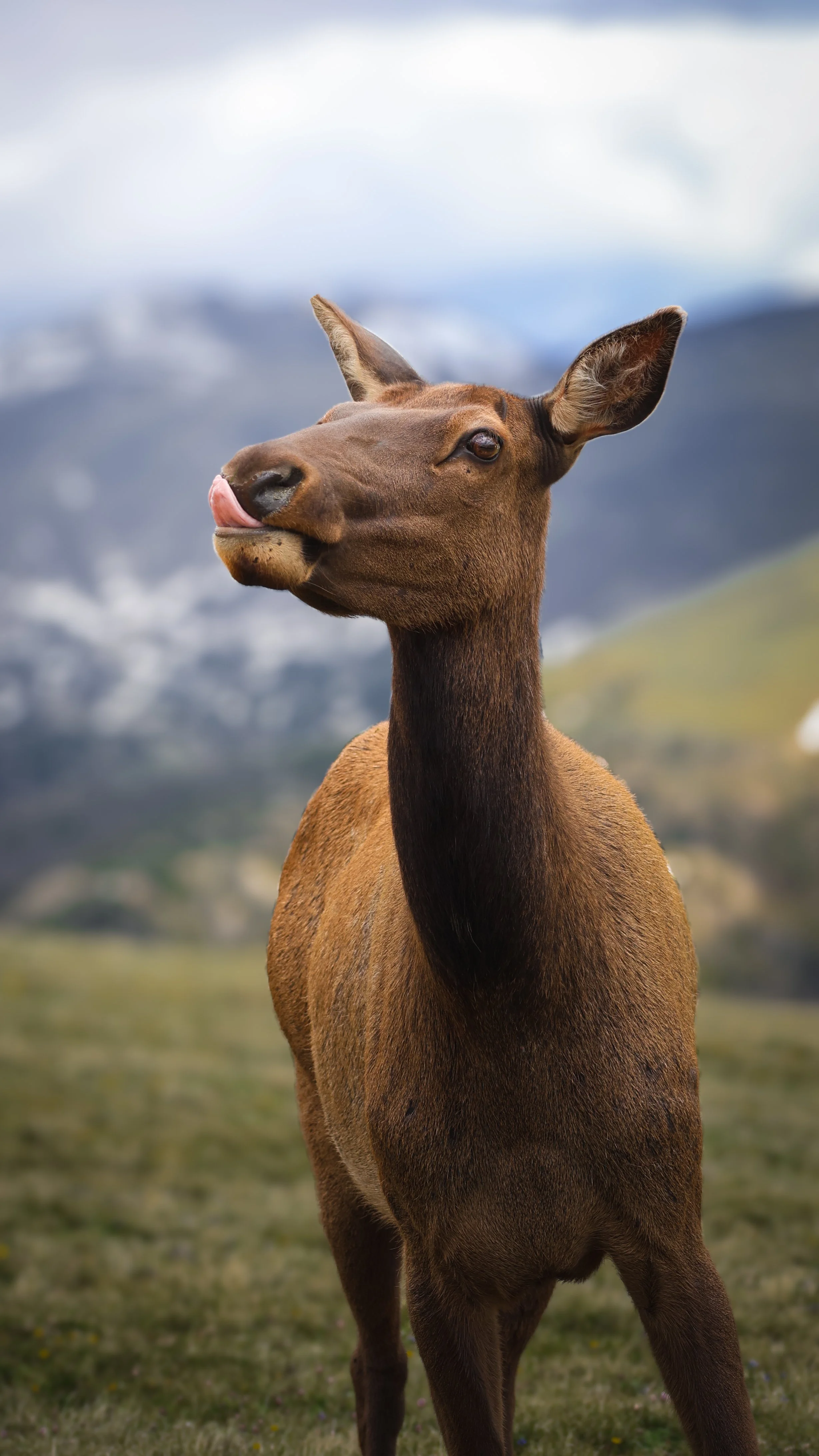 A brown elk standing in a grassy field with mountains and cloudy sky in the background, licking its nose.