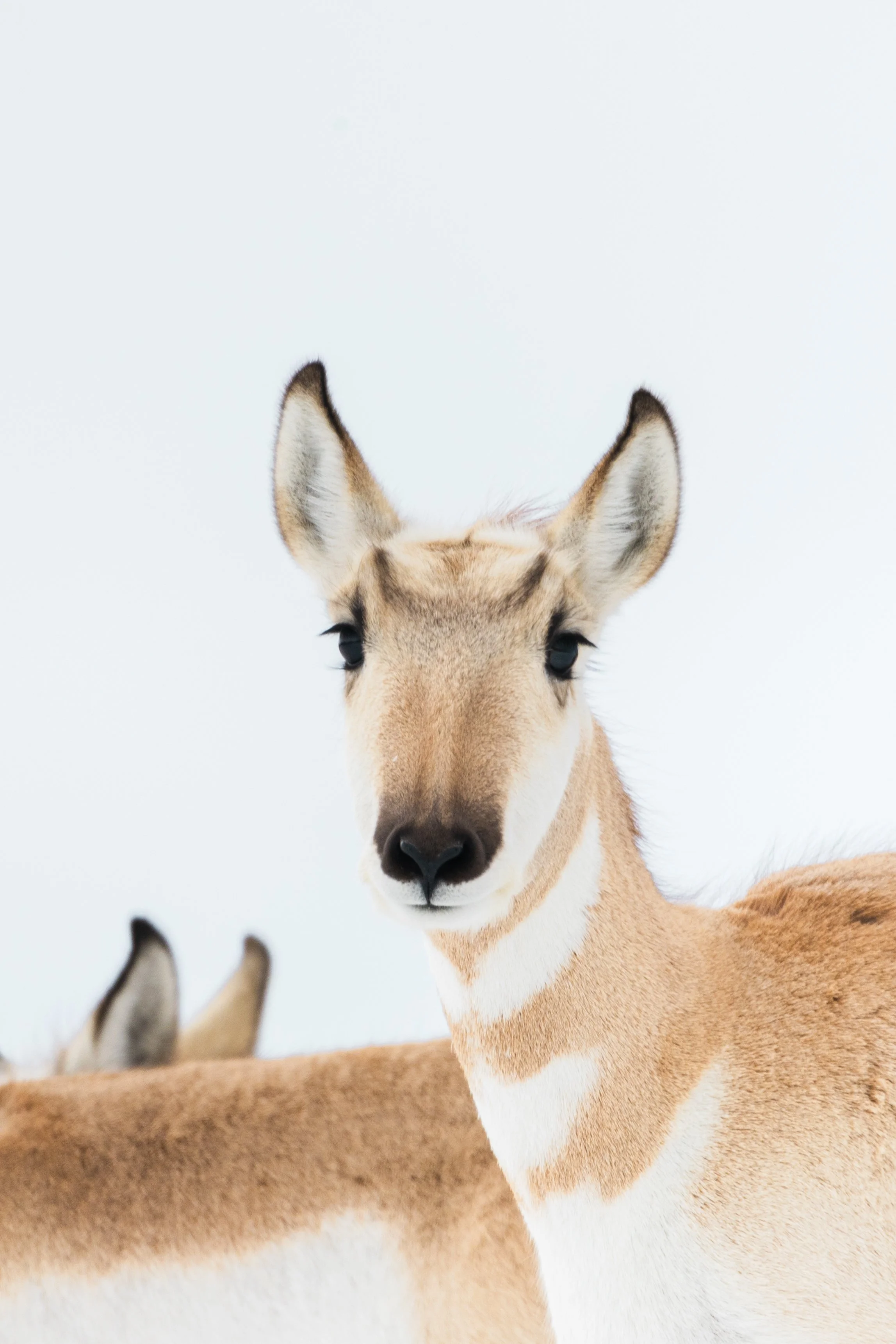 Close-up of a young giraffe with a second giraffe in the background against a plain white background.