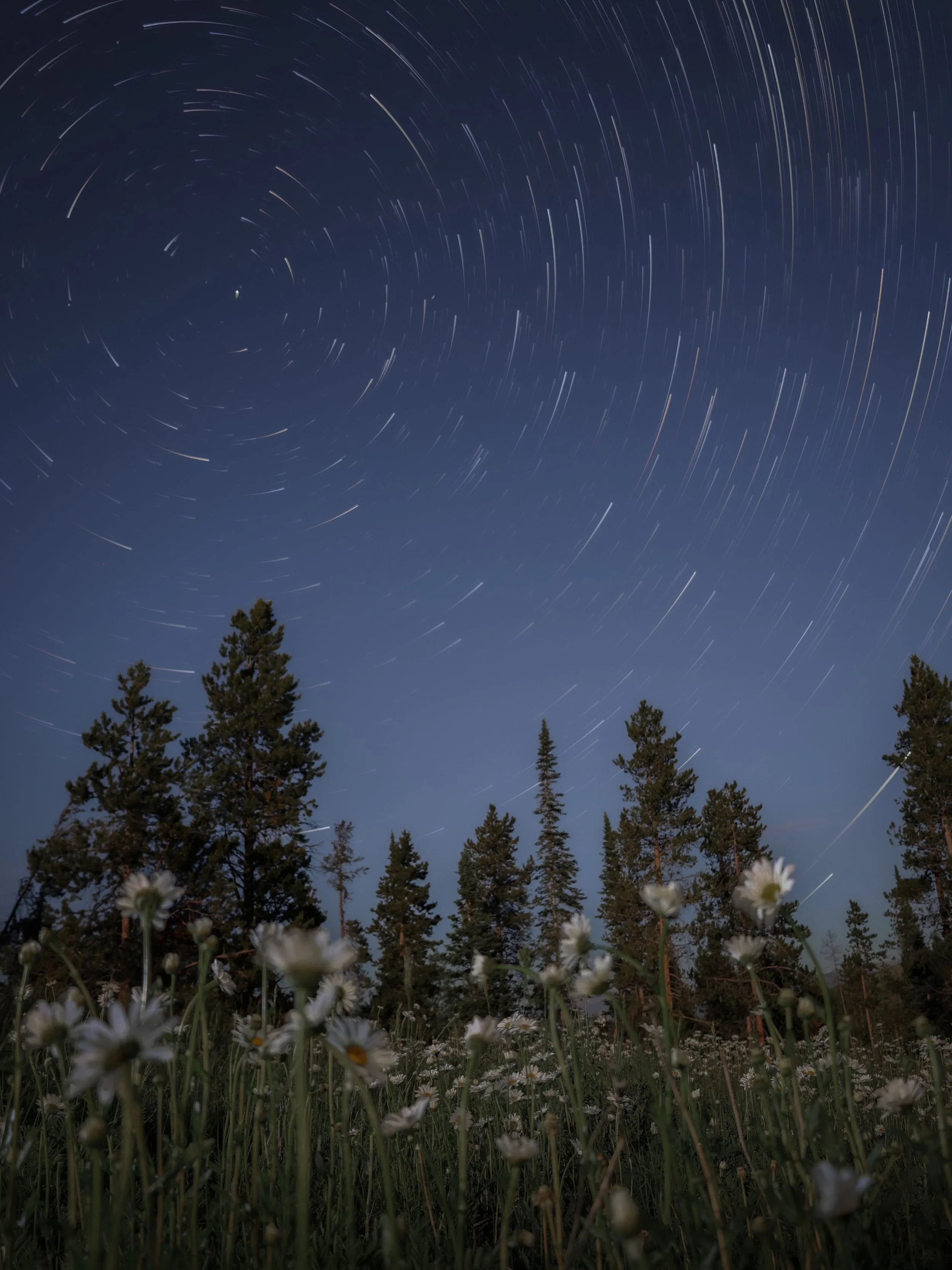 Night sky with star trails above a forest of tall pine trees and a field of white flowers in the foreground