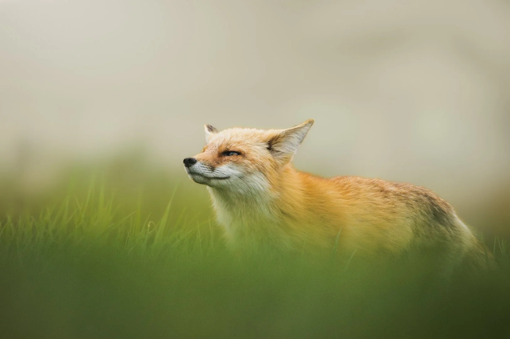 A fox sitting on green grass with eyes closed, in a calm and peaceful outdoor setting.