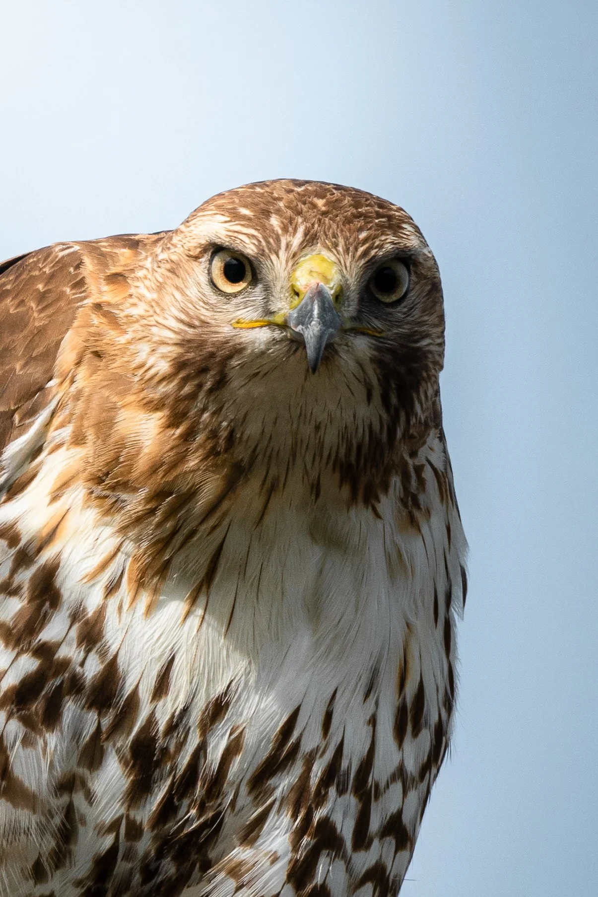 Close-up of a hawk with brown and white feathers against a cloudy sky.