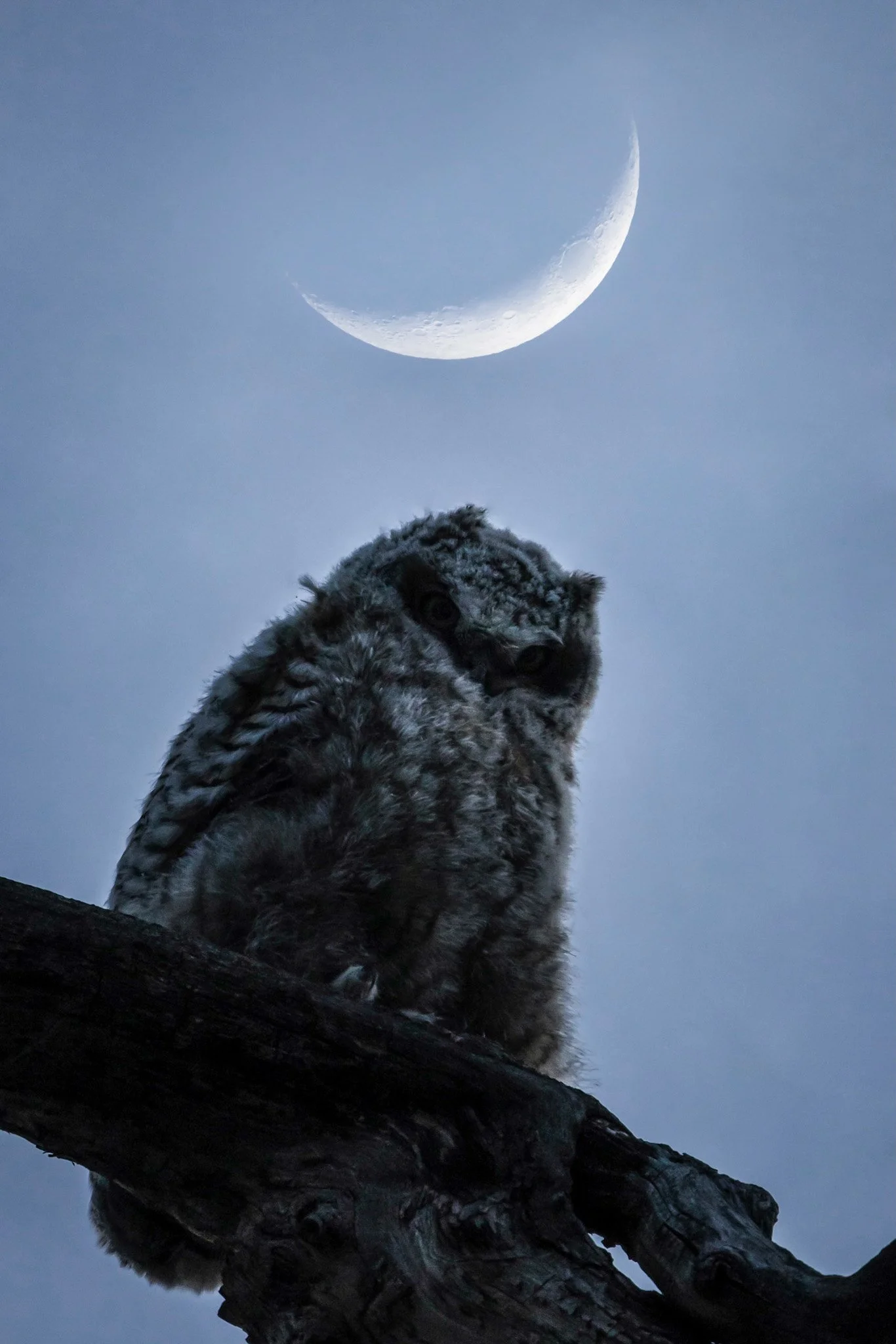 An owl perched on a dark branch against a blue sky with a crescent moon.