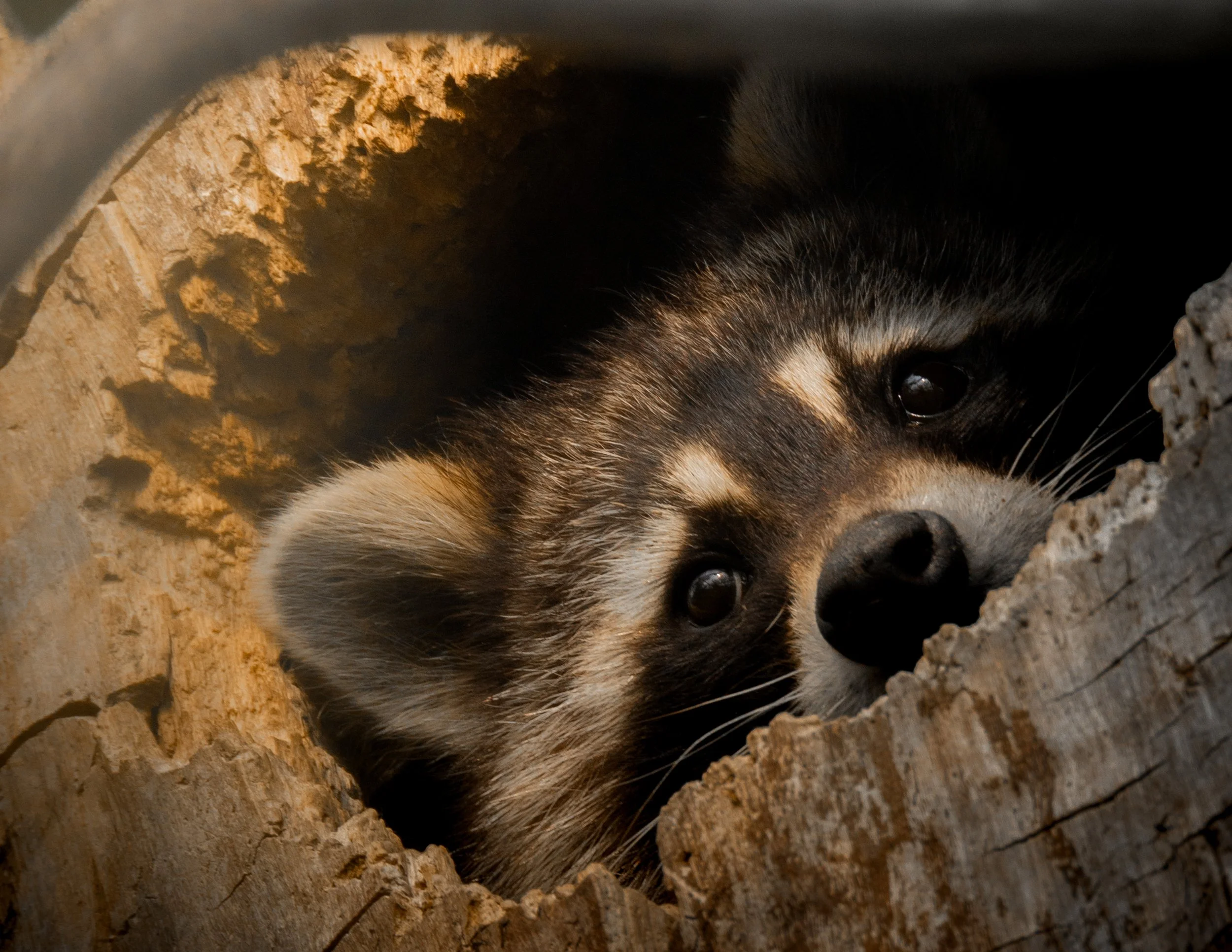 Close-up of a young raccoon peeking out from a hollow in a tree trunk.