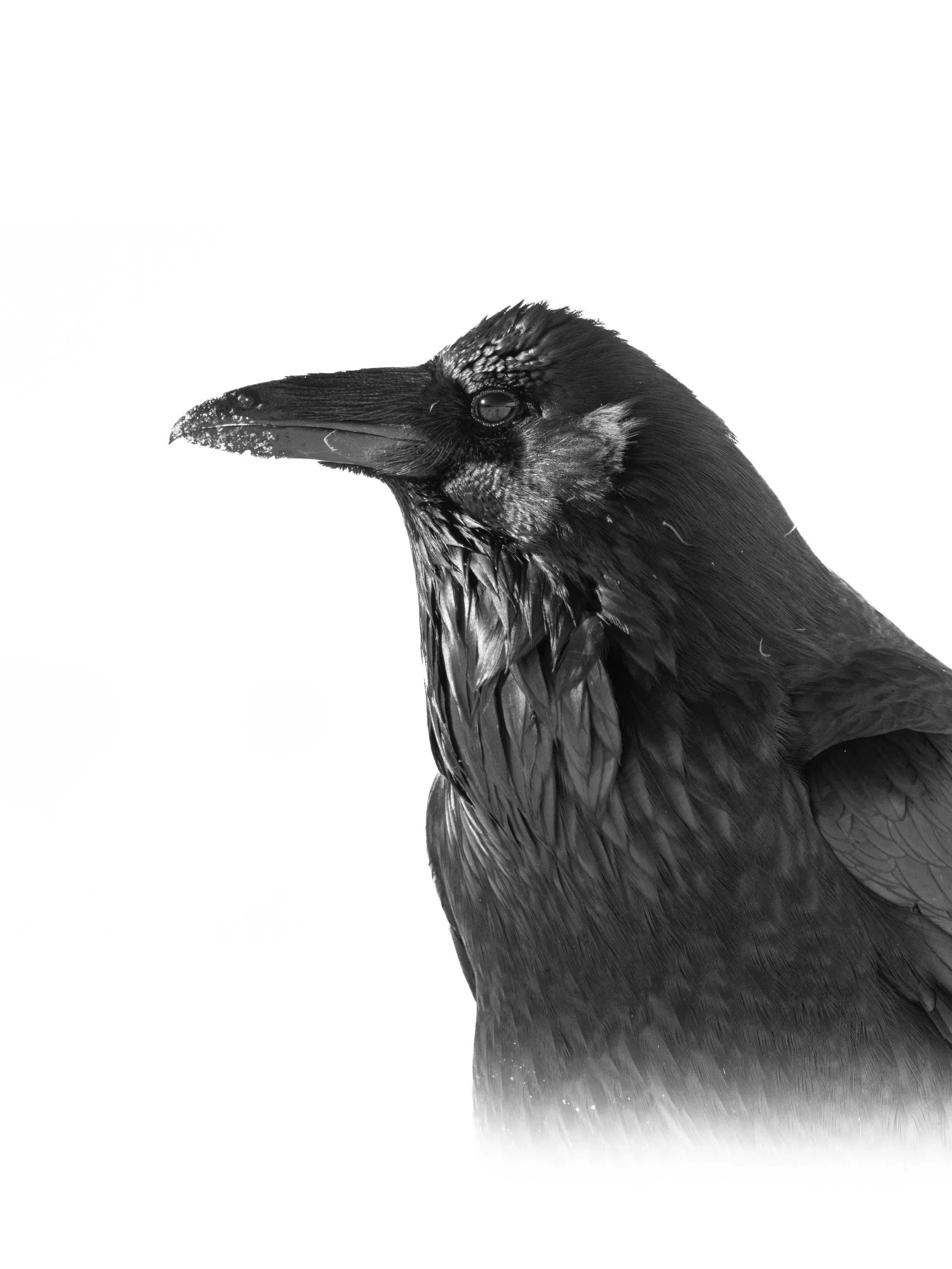 Black and white close-up of a raven's head and upper body, with detailed feathers and beak, against a plain white background.