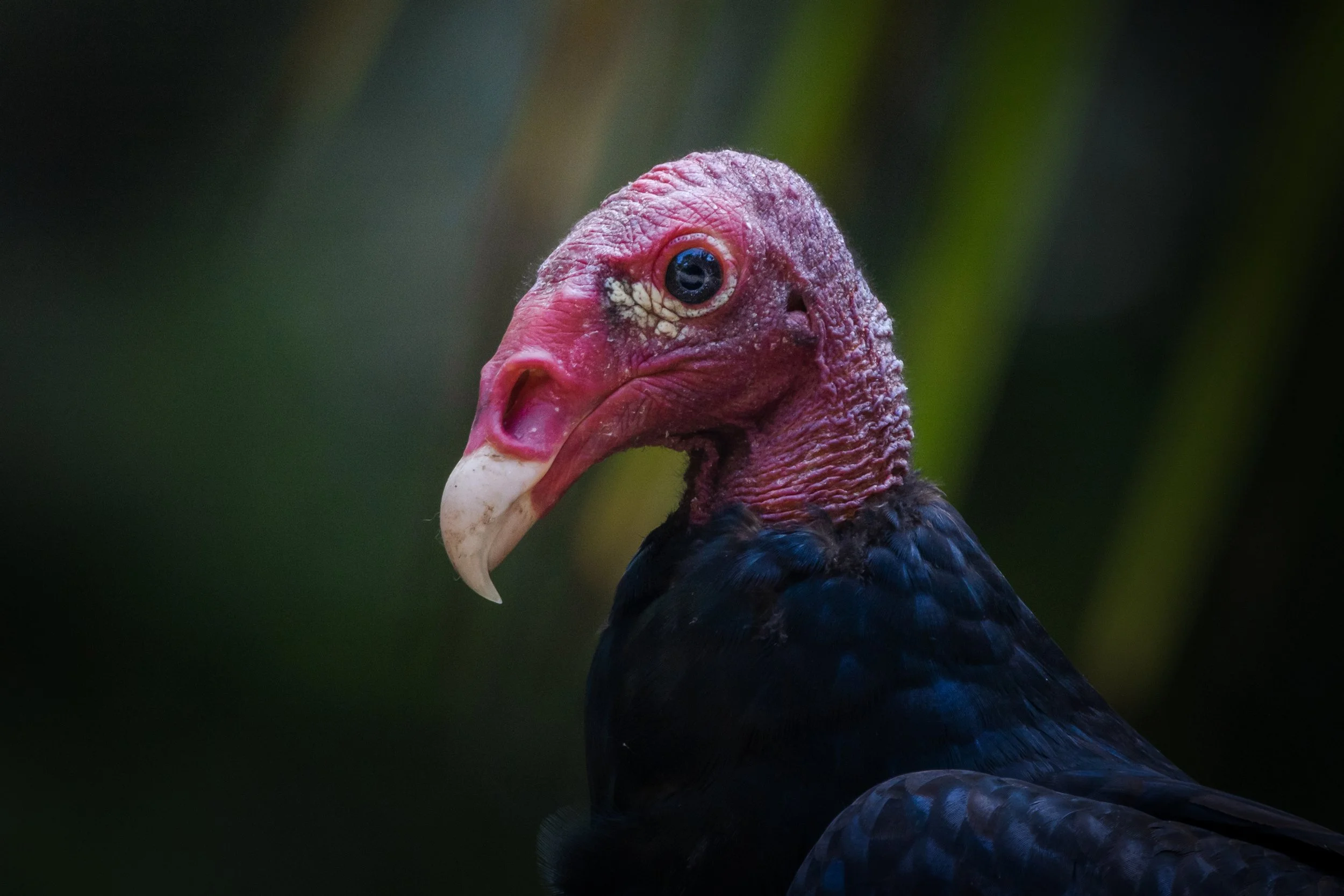 Close-up of a turkey vulture with a pink head, bald and wrinkled, with a curved white beak and dark eyes, against a blurred natural background.