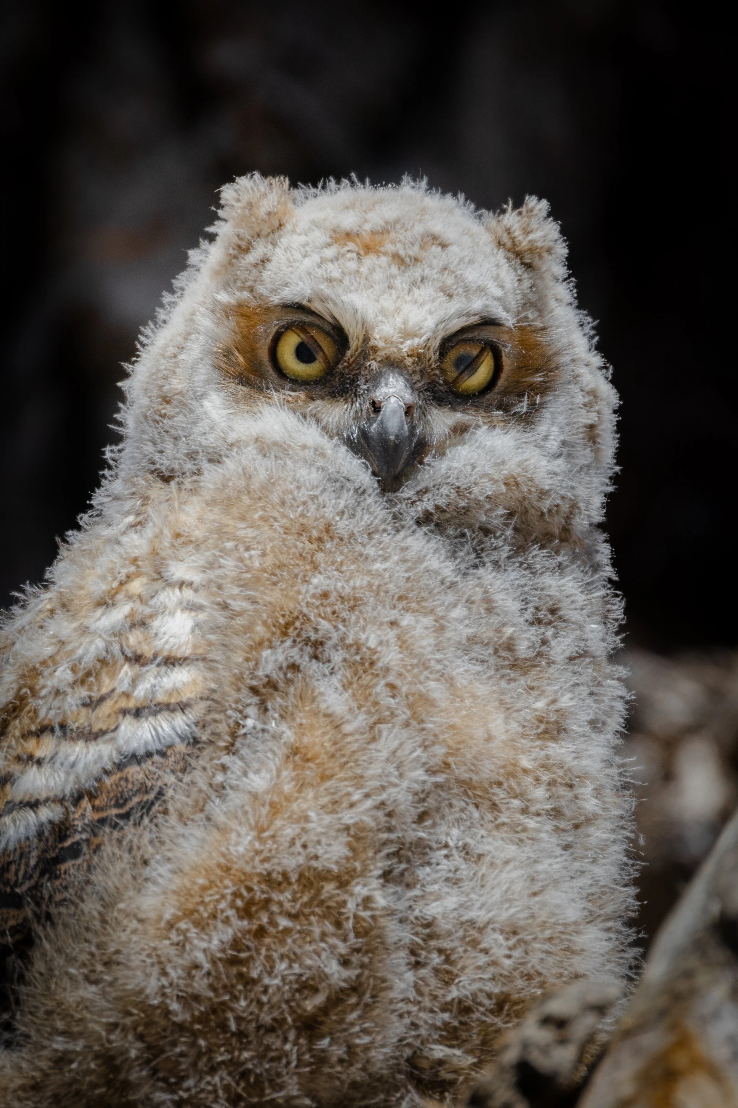 Young owl chick with fluffy feathers covering its body and large yellow eyes, holding its head with its wings.