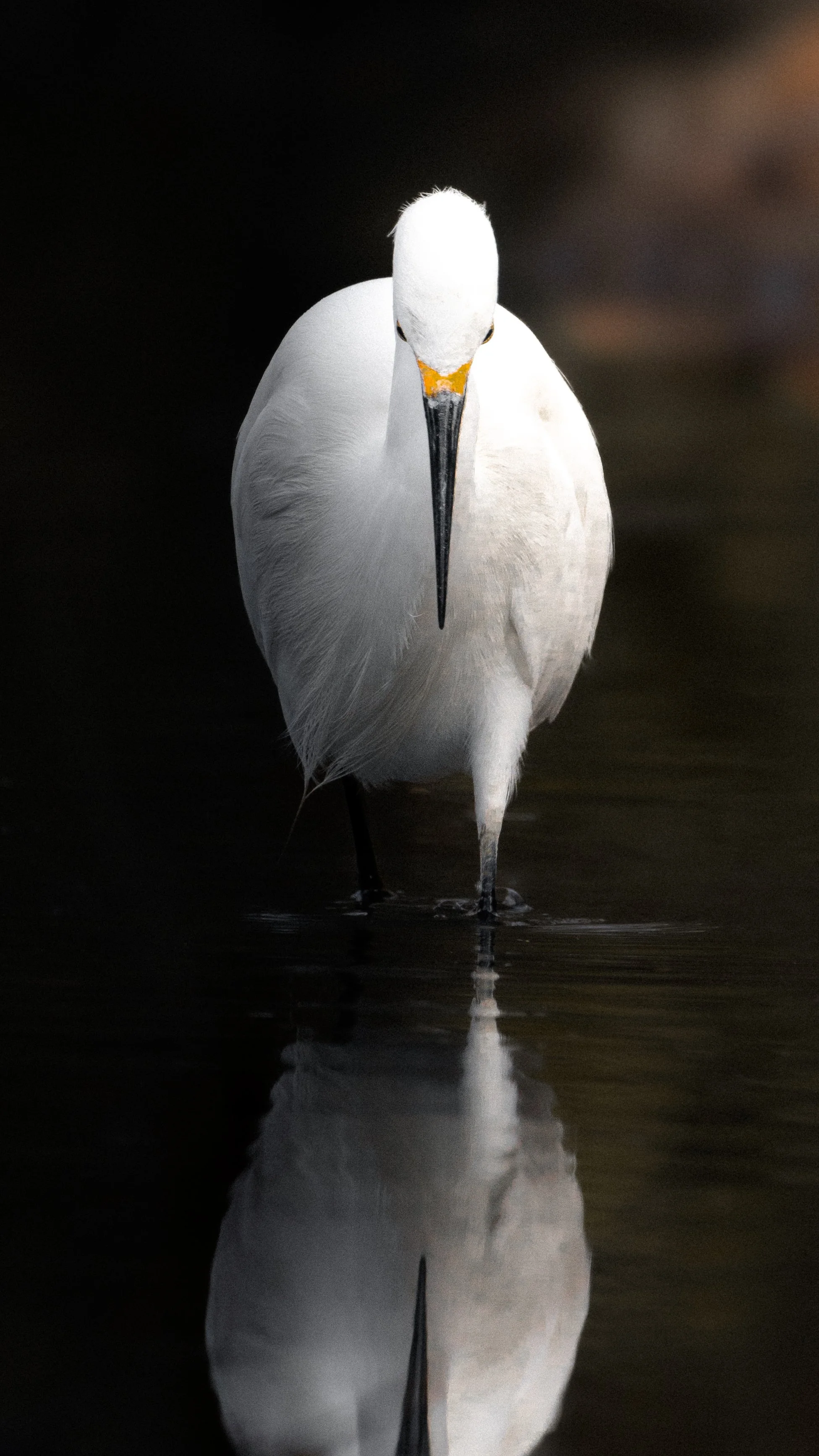 A white stork walking in shallow water with its reflection visible.