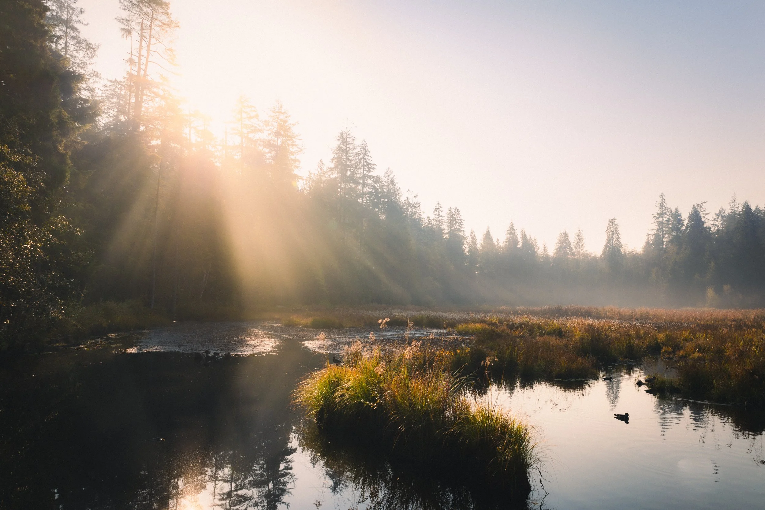 Sun rays shining through trees over a calm river with ducks swimming and lush greenery.