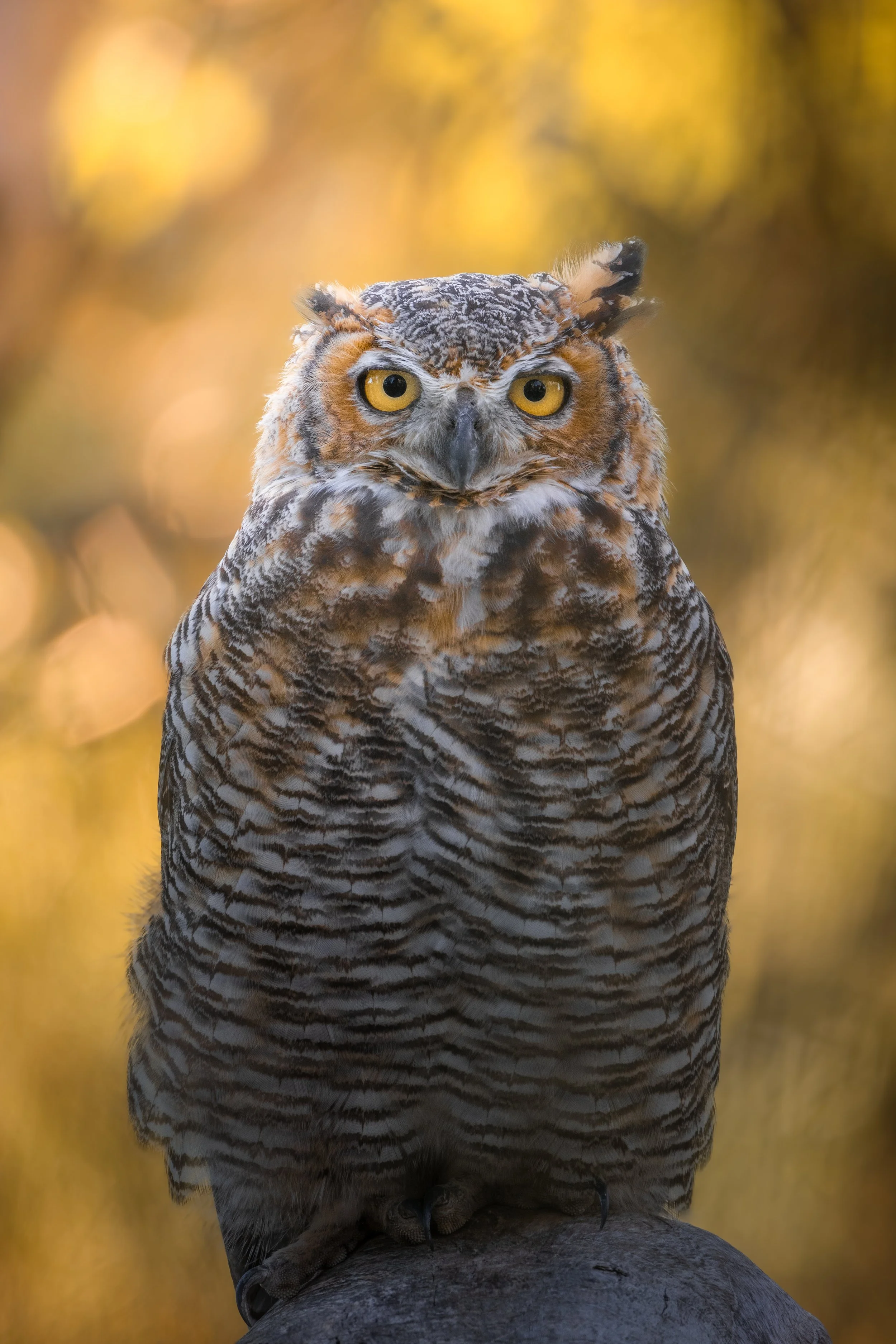A digitally edited image of an owl with the body of a bird and the face of a human, featuring piercing yellow eyes and a serious expression.