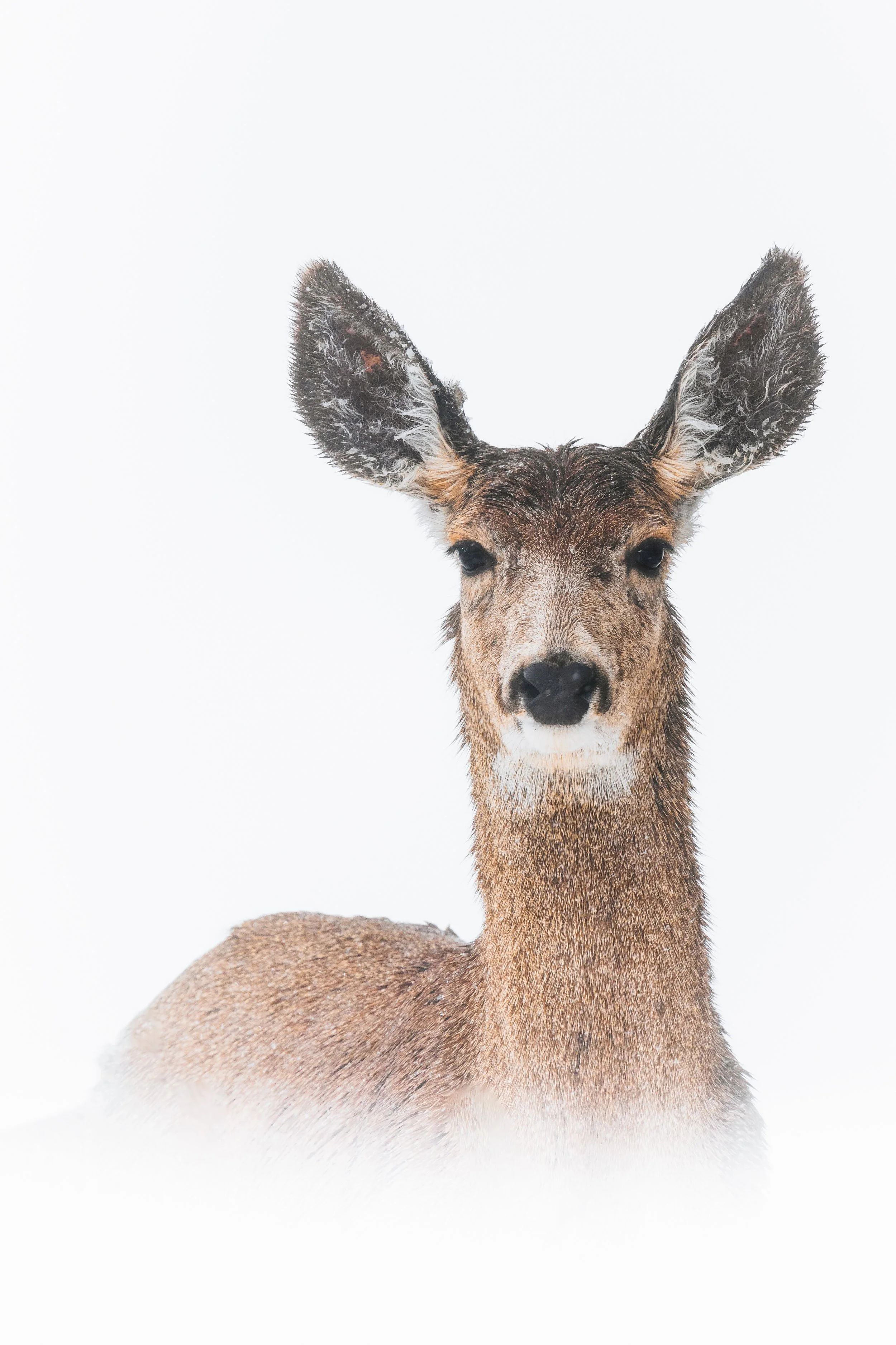 Close-up of a young deer with large ears standing in the snow, facing forward against a white background.