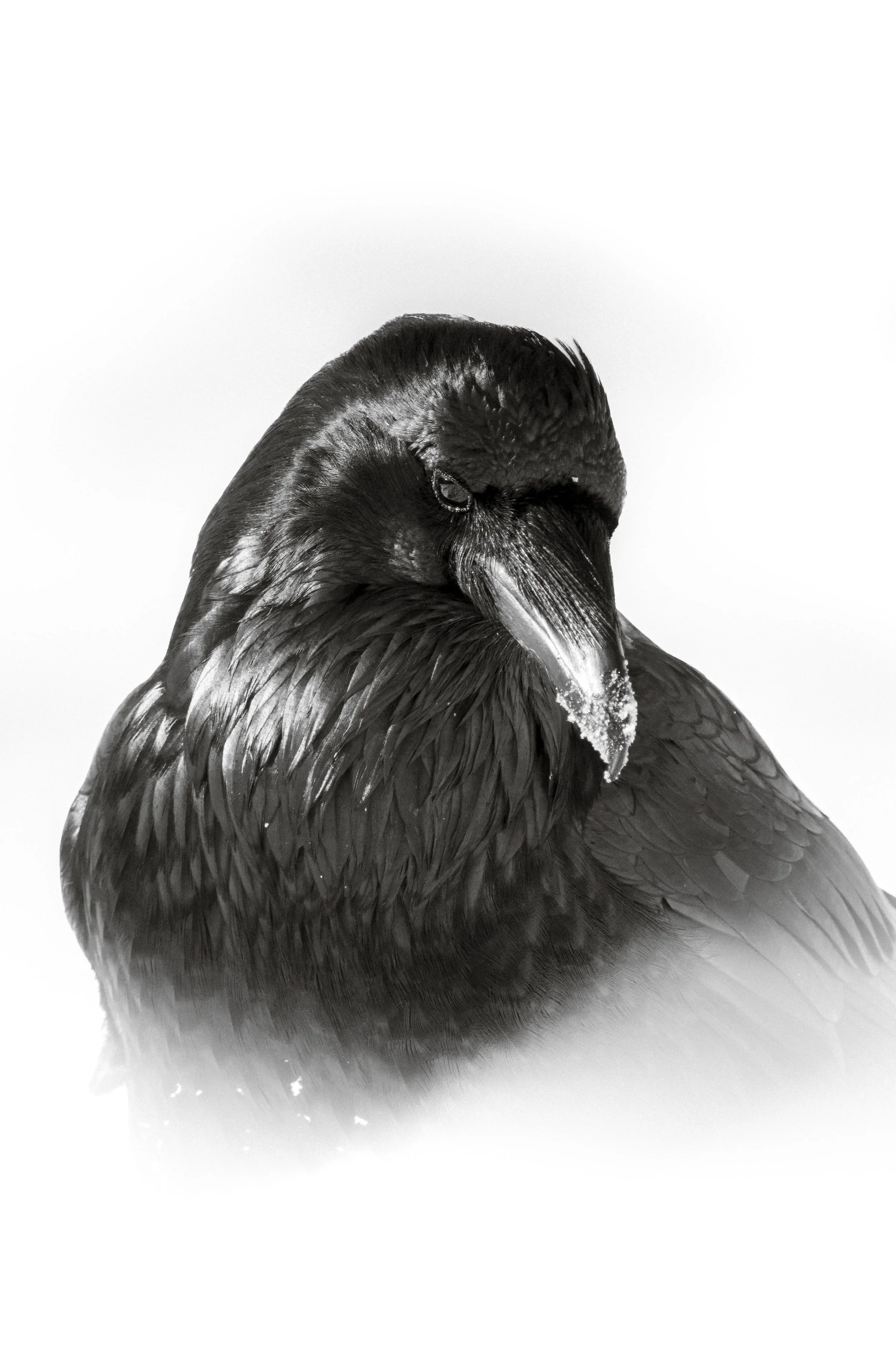 Black and white photo of a bird, likely a raven or crow, with wet feathers, looking downward with its head cocked to the side.