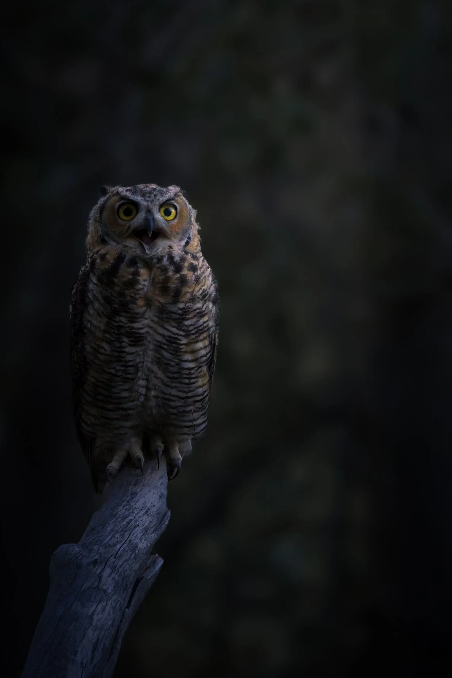 A brown and white owl perched on a tree branch with a surprised expression, against a dark background.