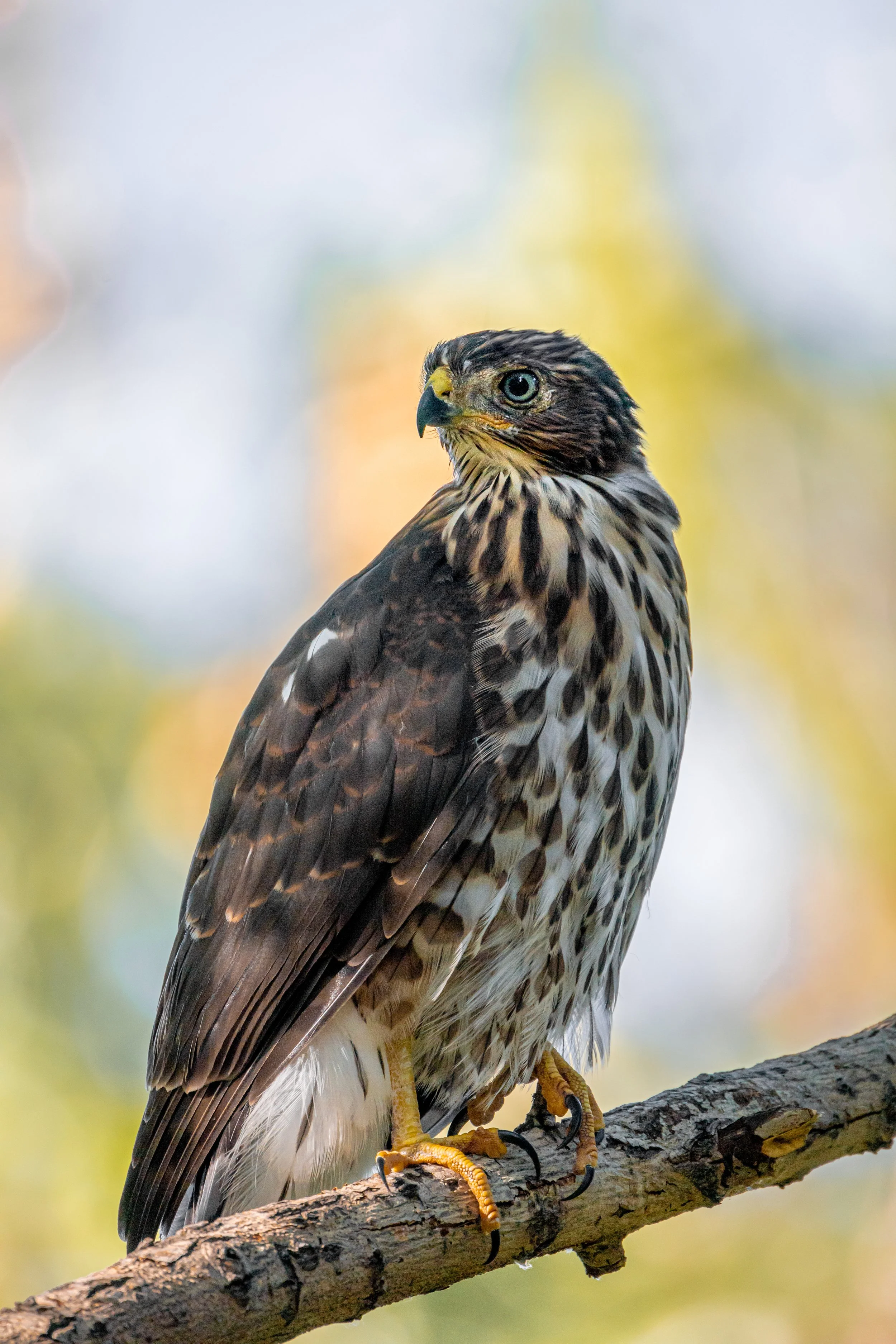 A close-up image of a hawk perched on a tree branch with blurred colorful autumn foliage in the background.