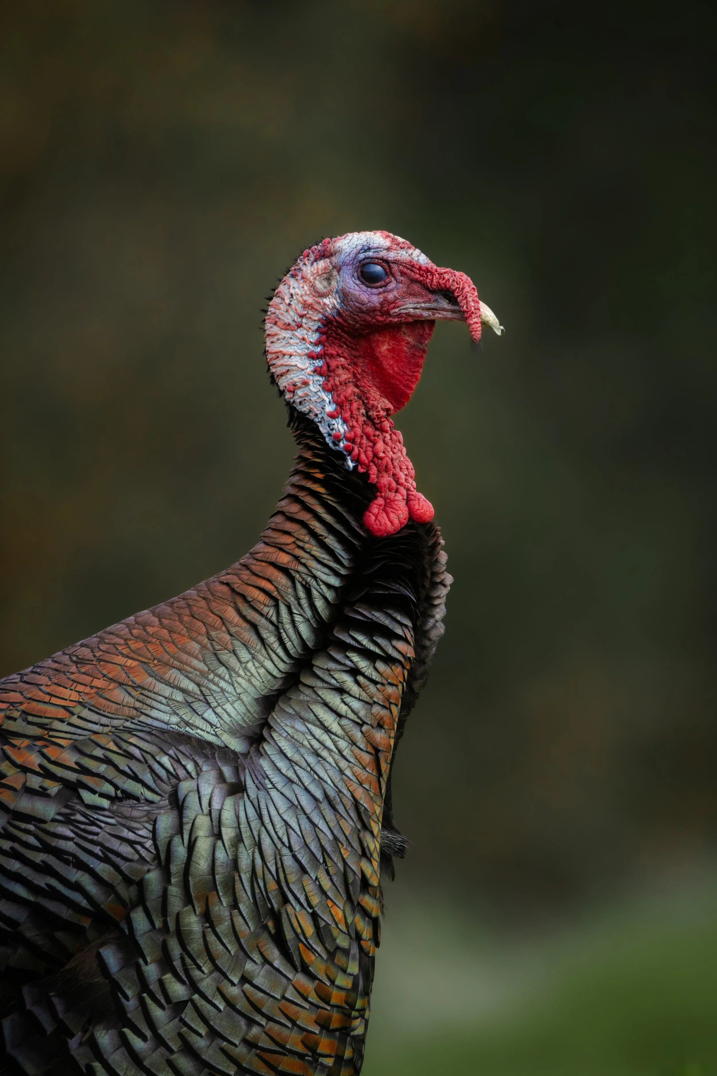 Close-up of a turkey with colorful feathers, red wattle, and blue skin on head, against a dark blurred background.