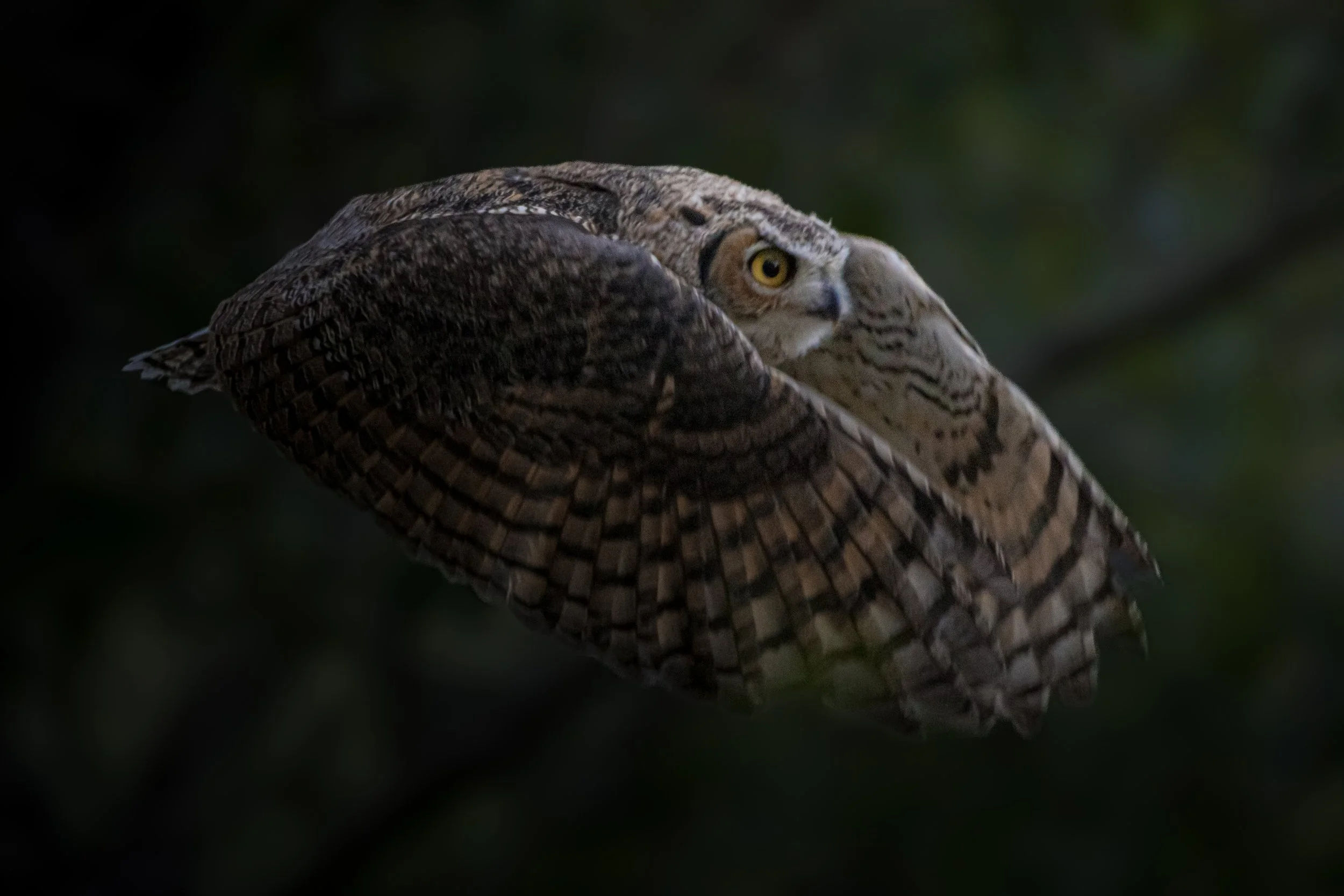 A close-up of a bird of prey, possibly an owl or hawk, with brown and beige feathers, perched with a dark, blurred background.