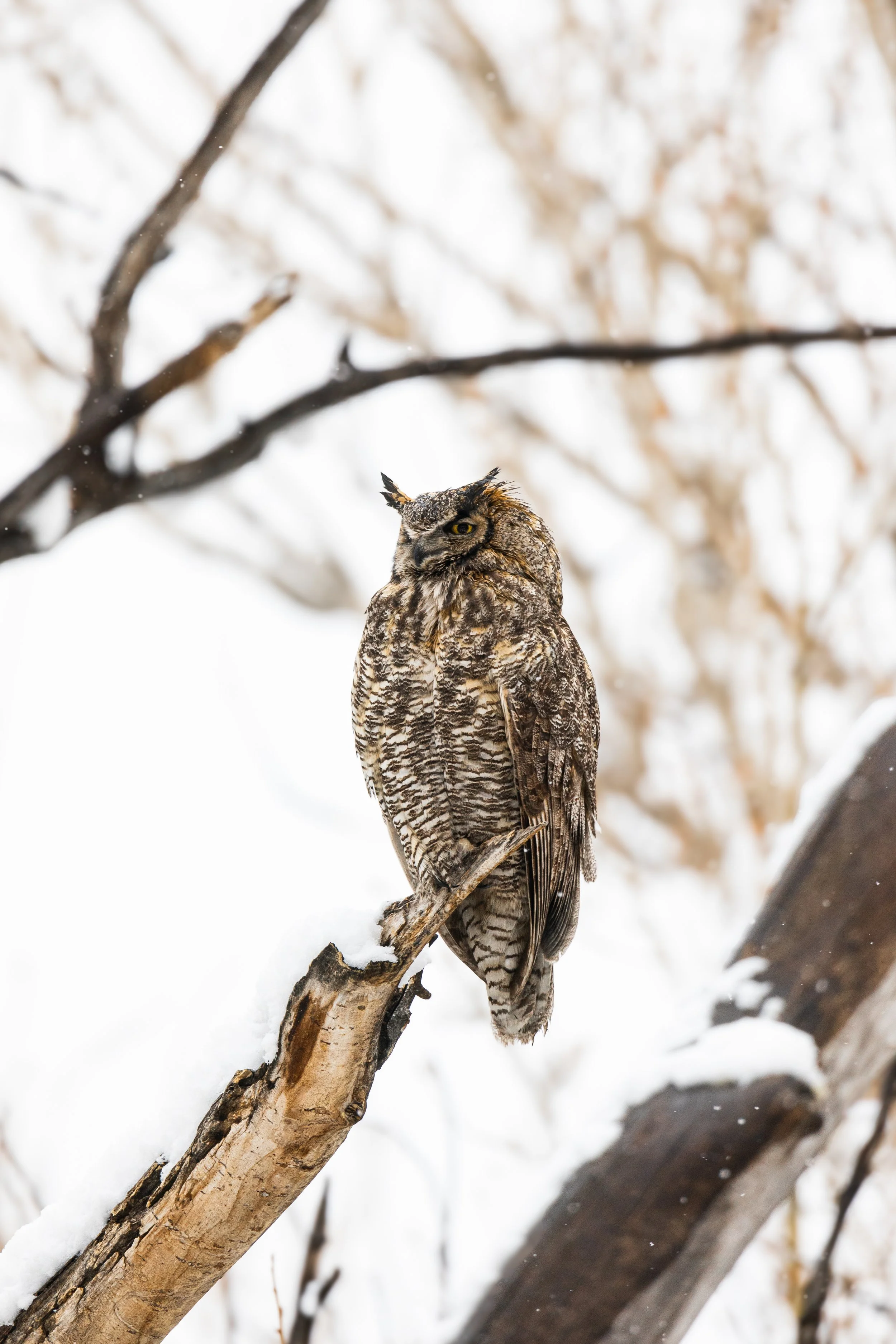 A great horned owl perches on a snow-covered tree branch in a winter landscape.