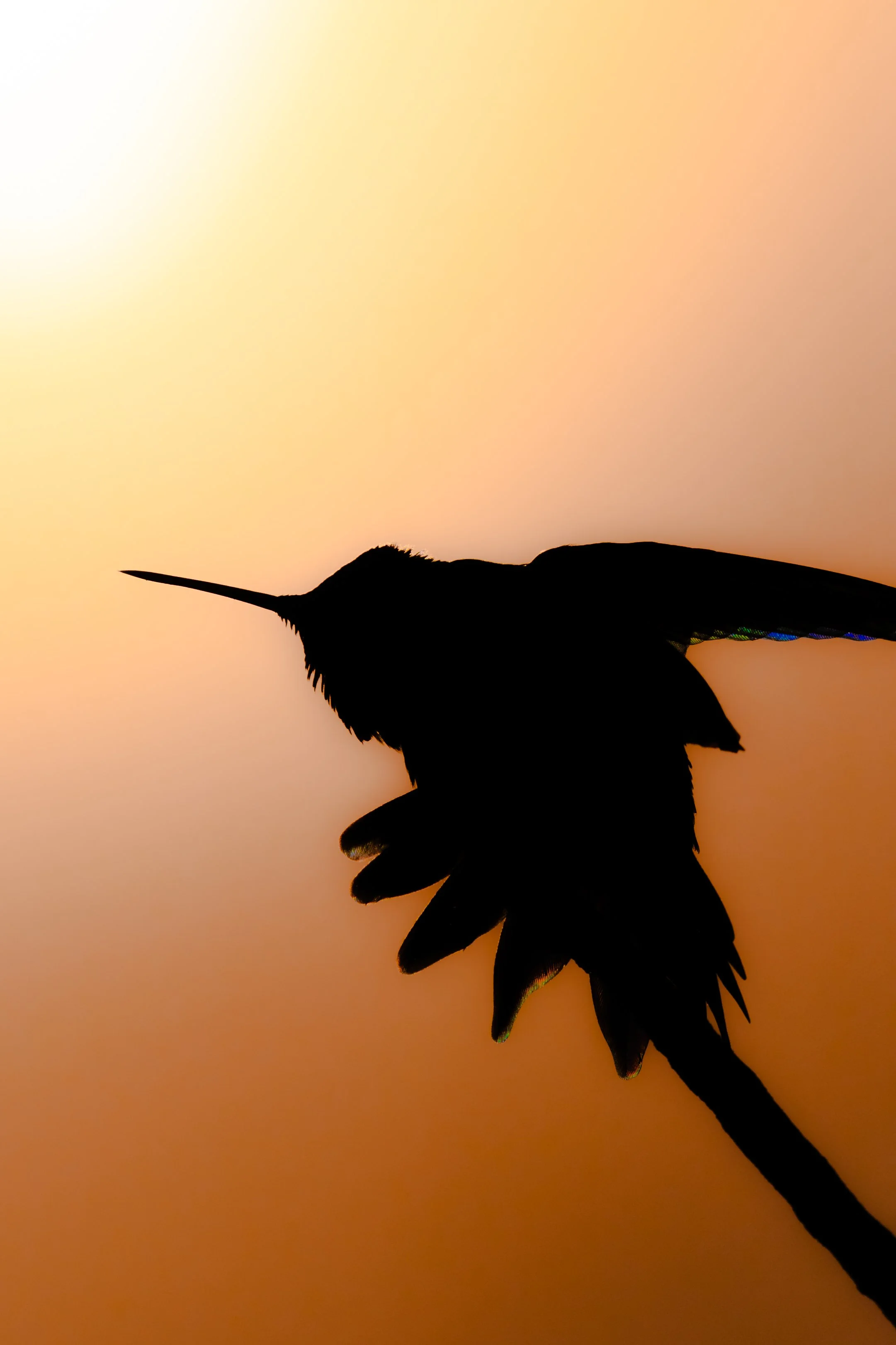 Silhouette of a hummingbird perched on a branch against a colorful sunset sky.