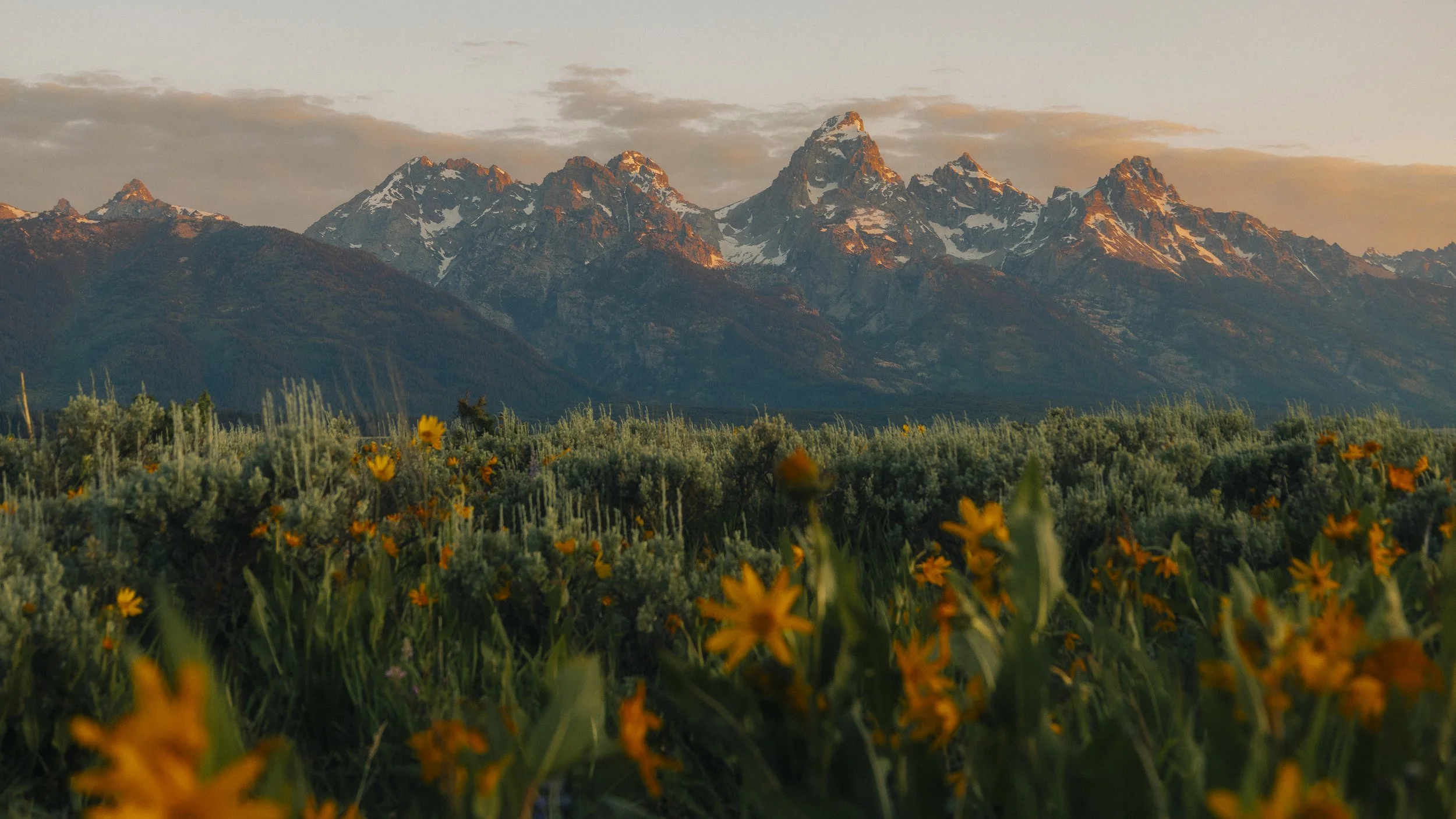 Snow-capped mountains at sunrise with a meadow of yellow flowers and green bushes in the foreground.