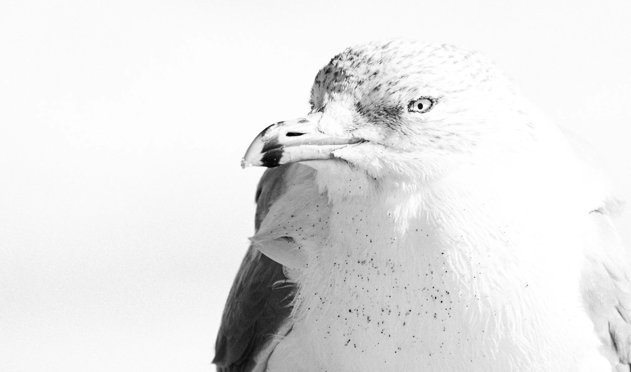 Black and white close-up photo of a bird of prey, such as an eagle or hawk, with a sharp beak and piercing eyes.