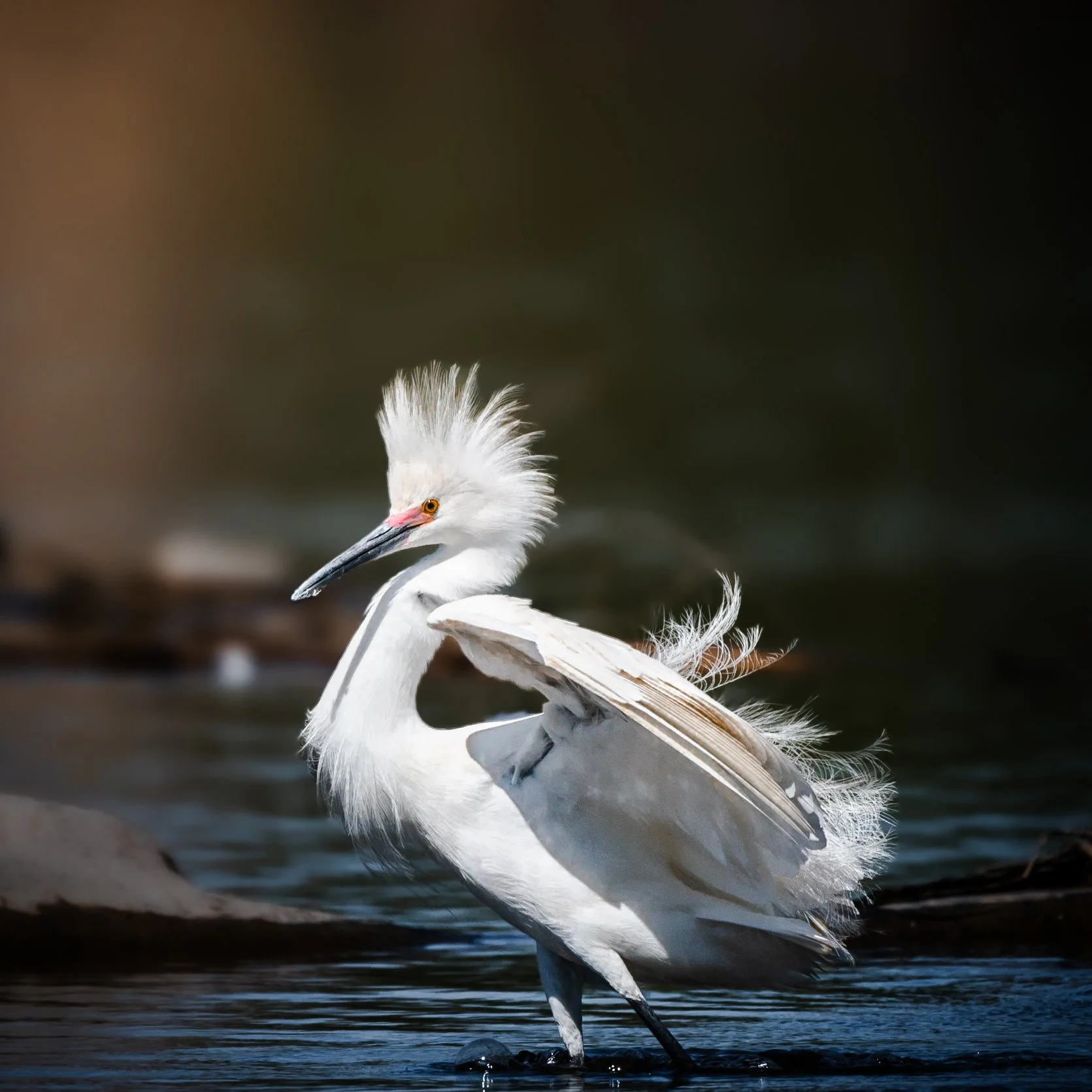 A white egret standing in water with its feathers ruffled and eyes focused.