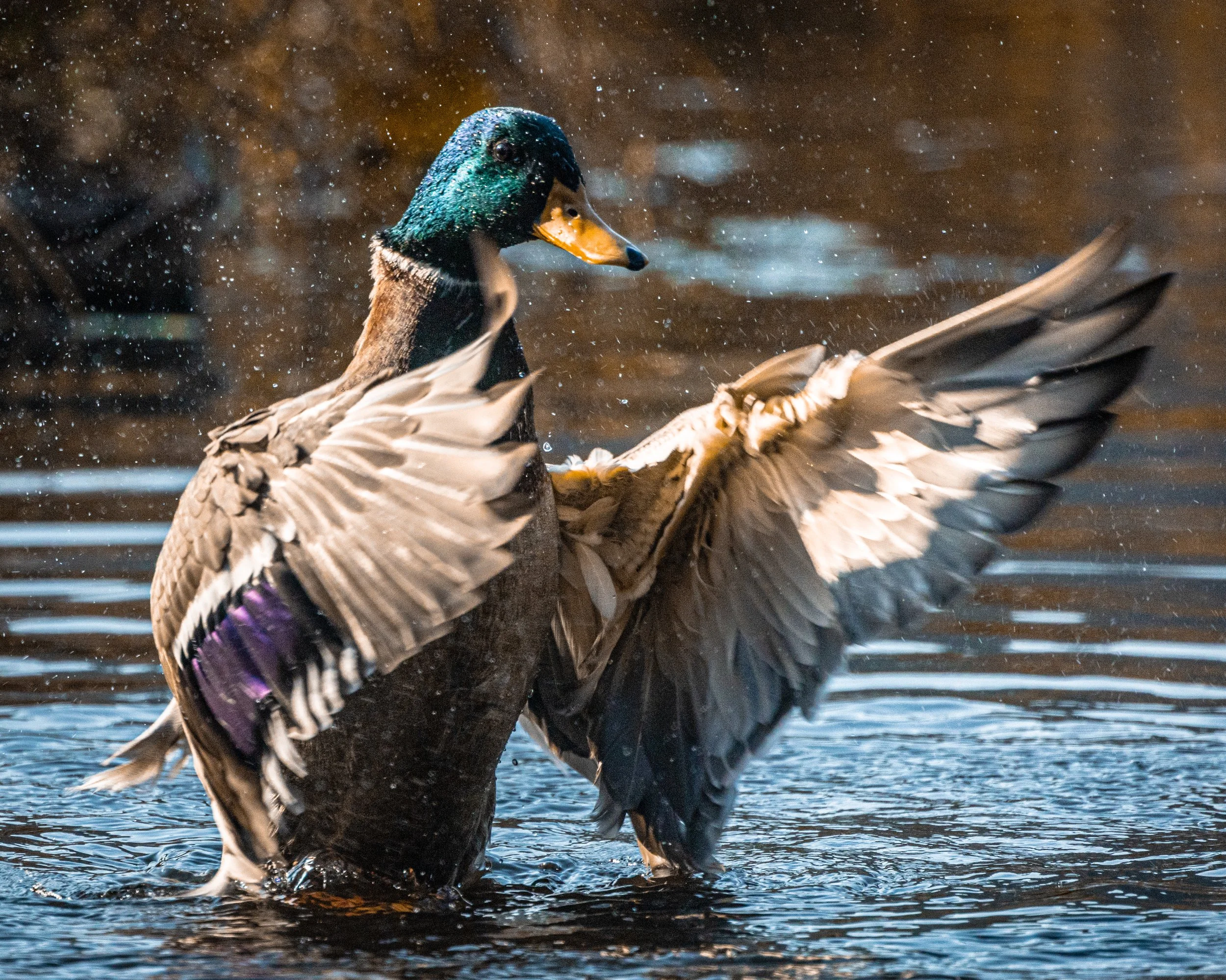 A male mallard duck in a pond flapping its wings with water droplets around.