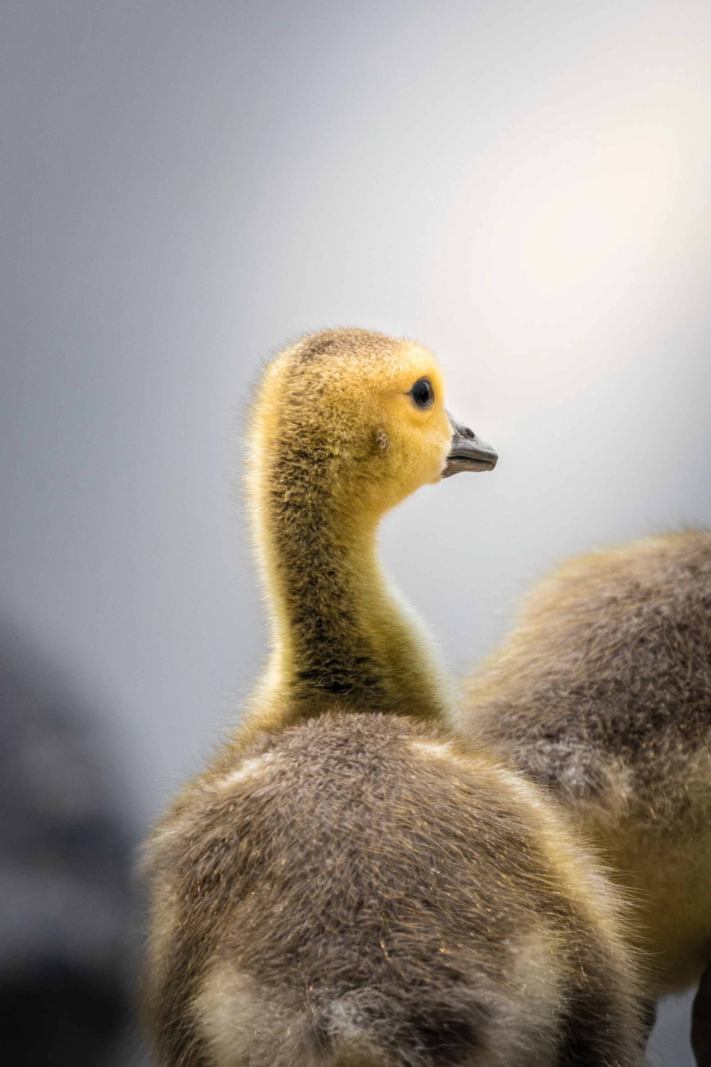Close-up of a baby goose, or gosling, standing with its back to the camera and its head turned to the side, showing its profile.