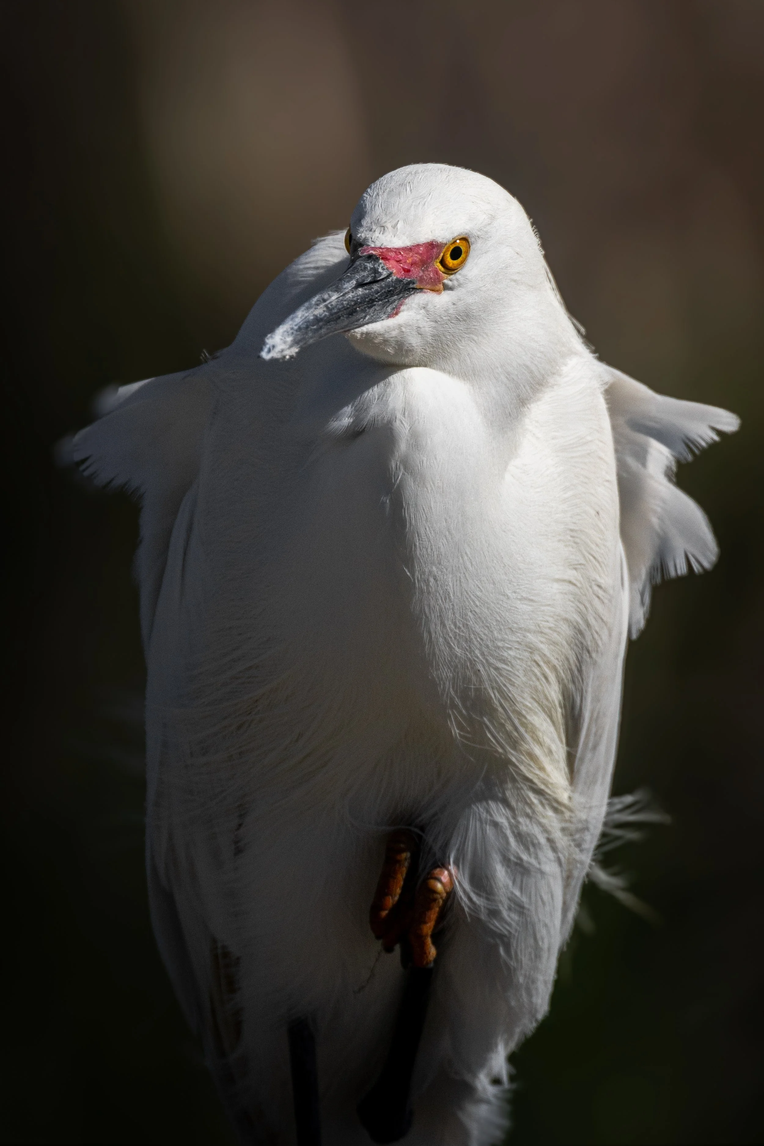 A close-up view of a white bird, possibly an egret or heron, standing with its head turned slightly to the side, displaying yellow eyes and a long, pointed beak.