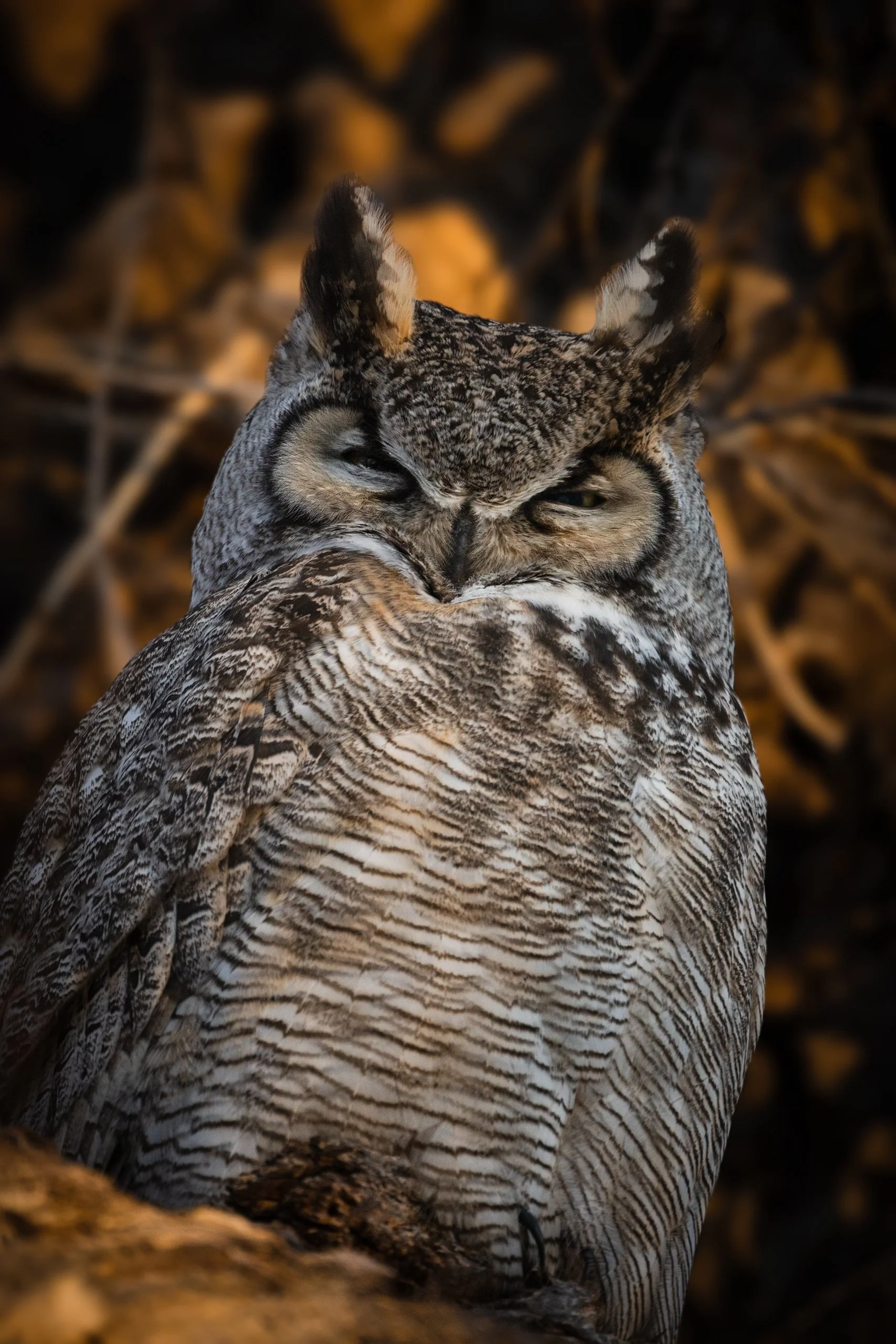 A close-up of a great horned owl with its eyes partially closed, perched among branches with a dark, blurred background.