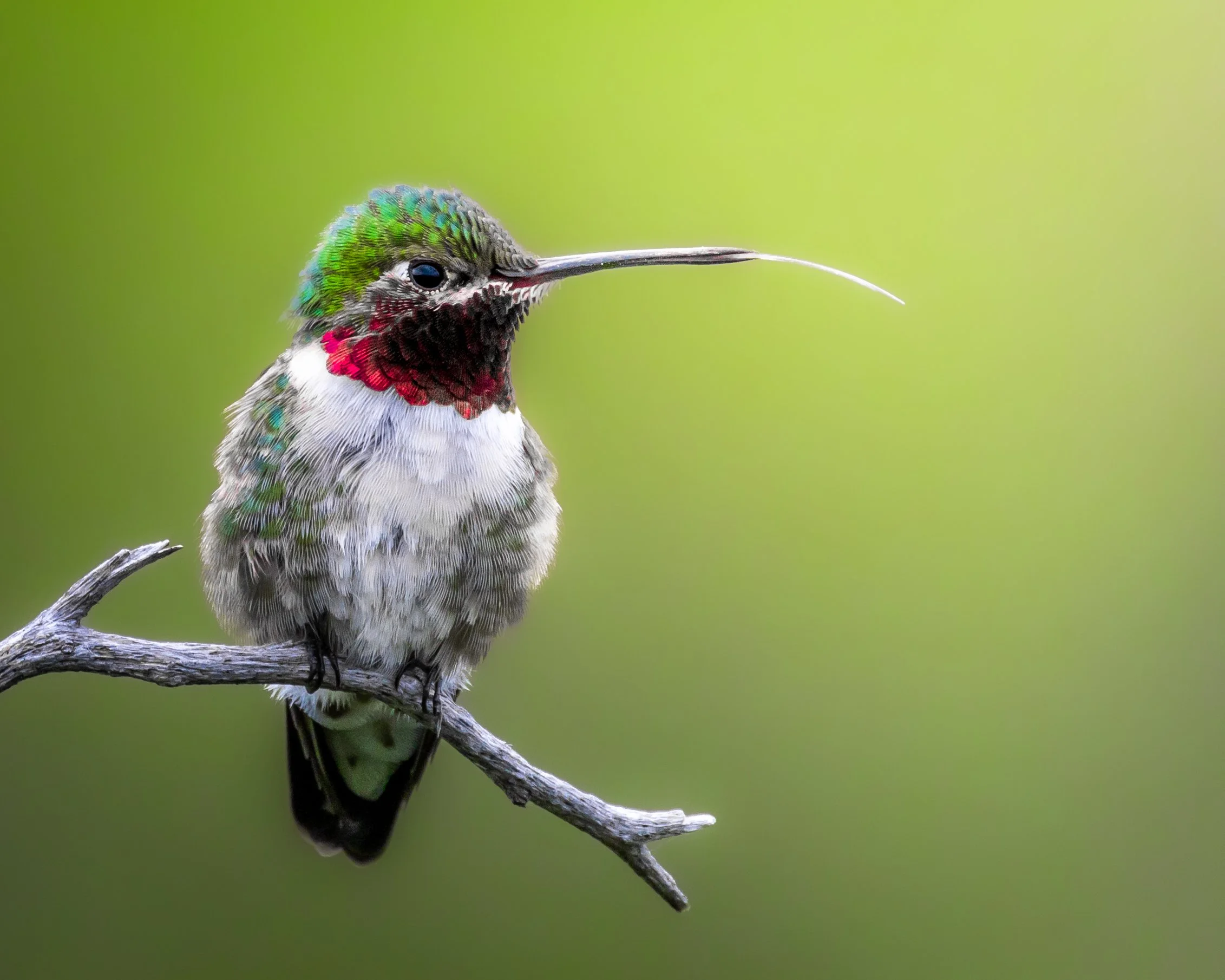 Close-up of a colorful hummingbird with iridescent green, red, and white feathers perched on a thin branch against a blurred green background.