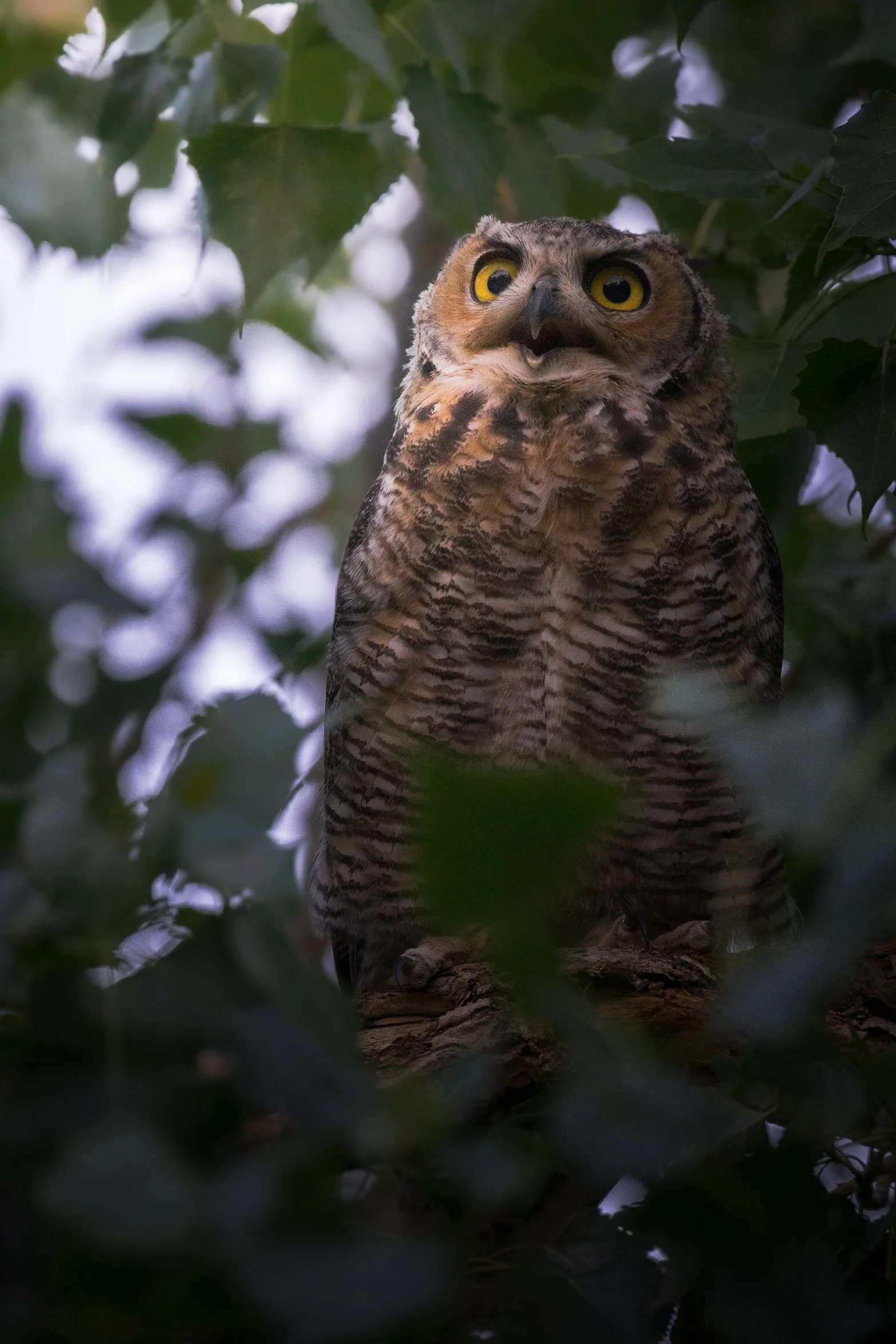 A great horned owl perched on a branch surrounded by green leaves.