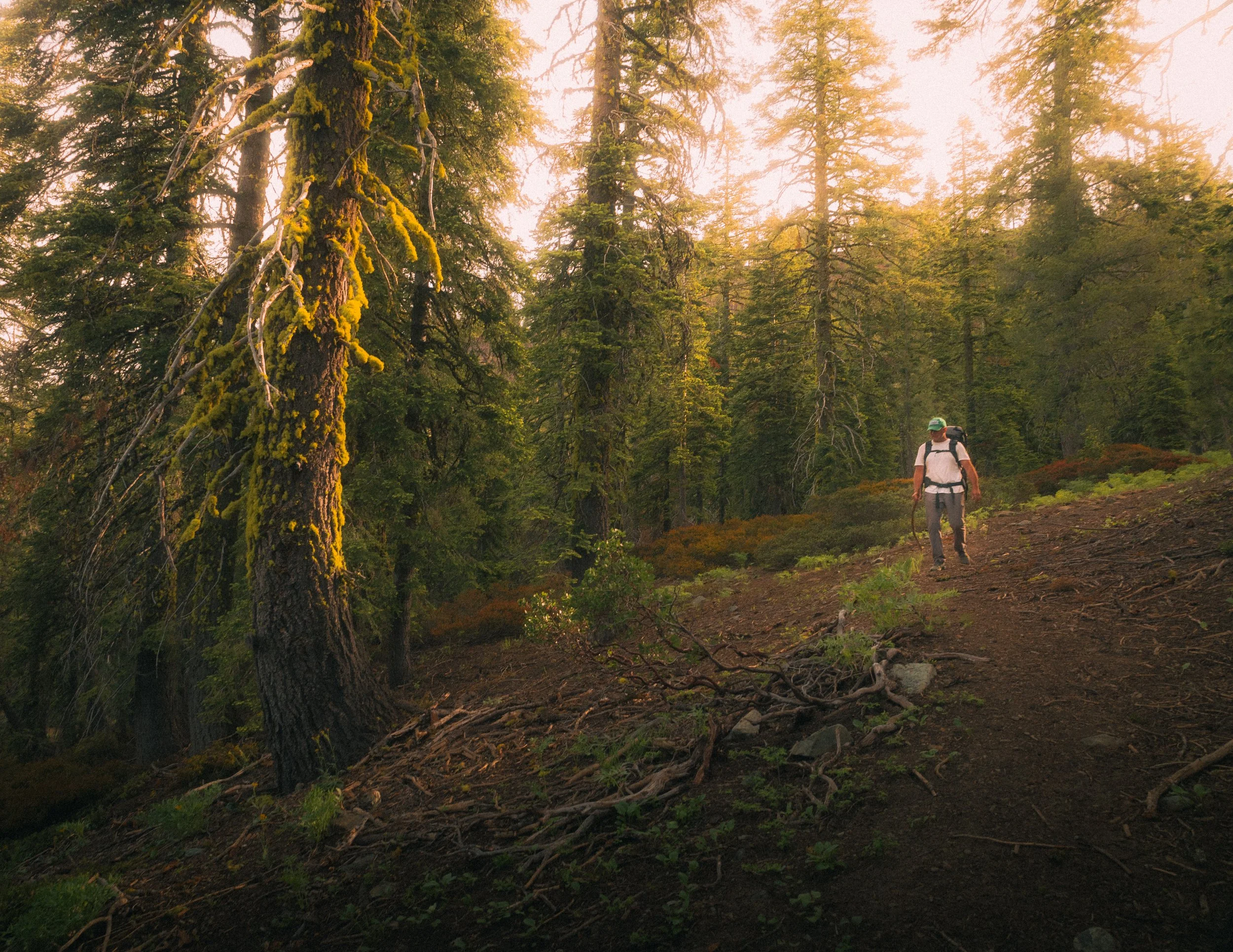 A hiker with a backpack walking along a trail in a dense forest with tall trees and moss-covered branches.