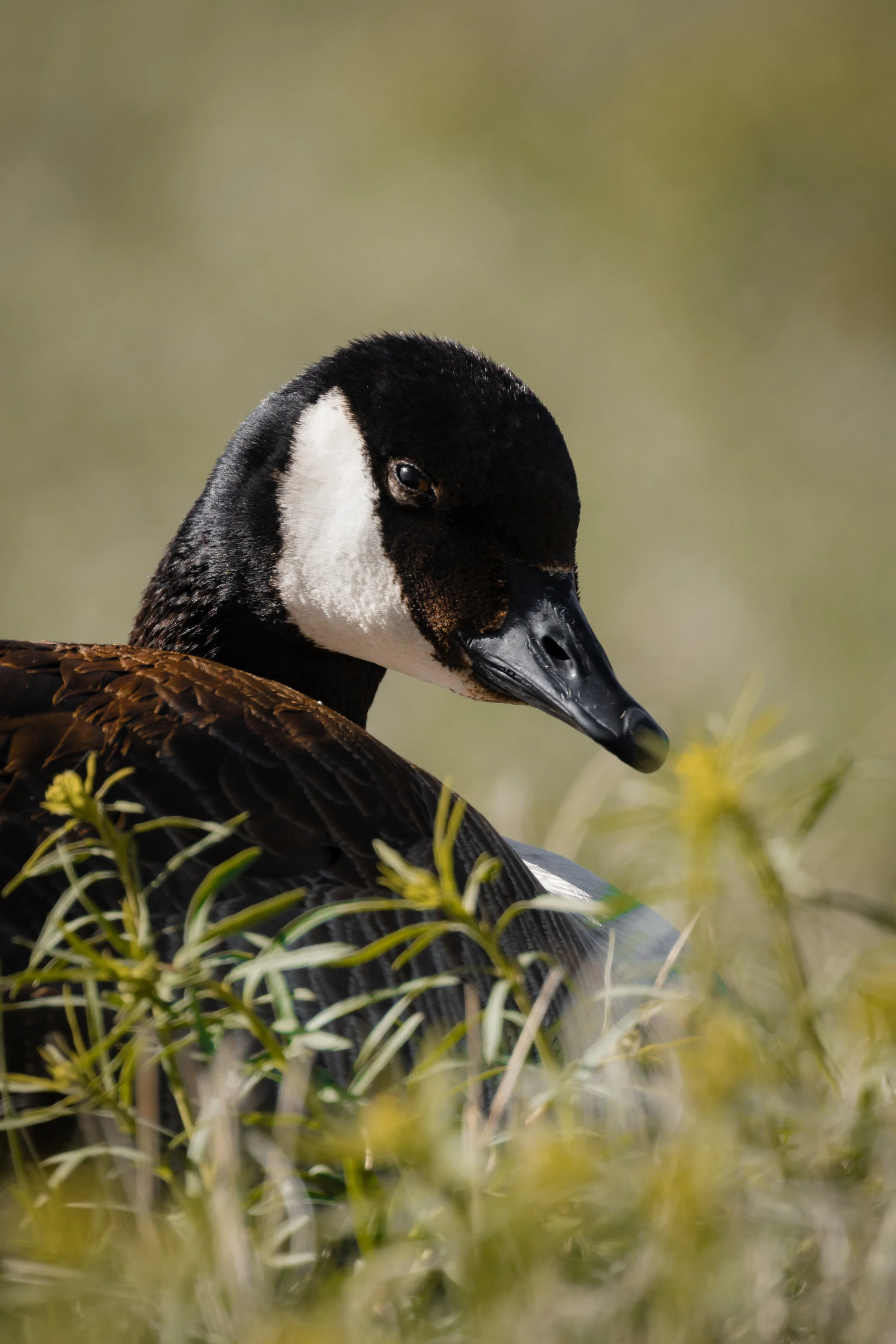 Close-up of a duck with black, white, and brown feathers, surrounded by green foliage.