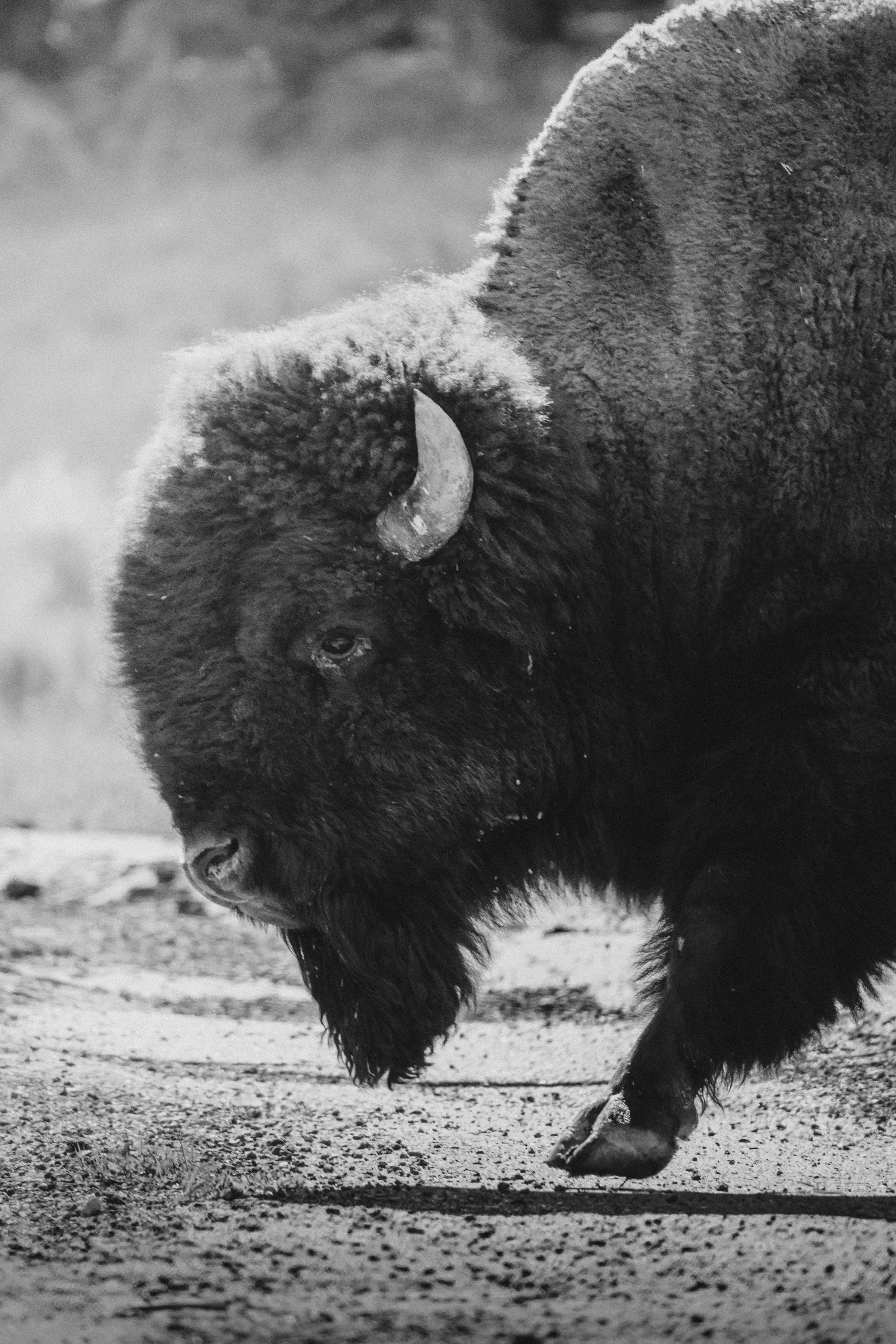 A black and white photograph of a bison walking on dirt ground, with its head lowered and focused on the ground.