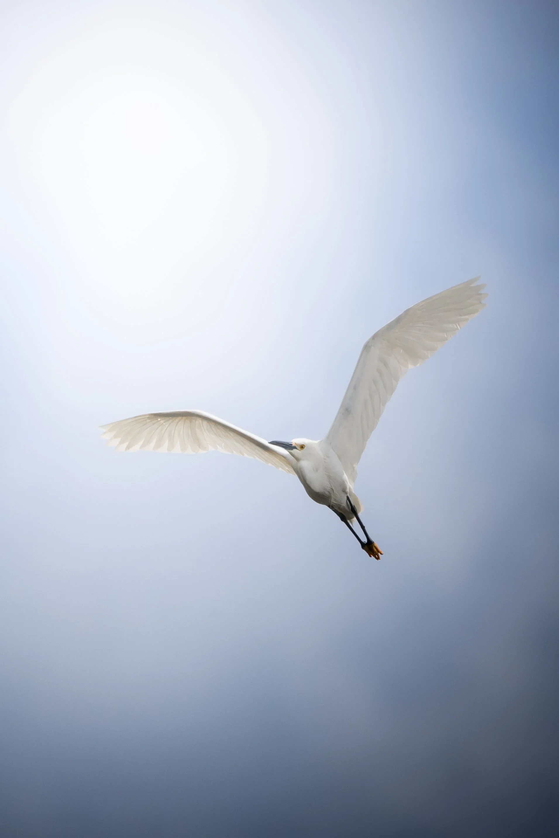 A white bird, possibly a heron or egret, in flight against a backdrop of a cloudy sky.