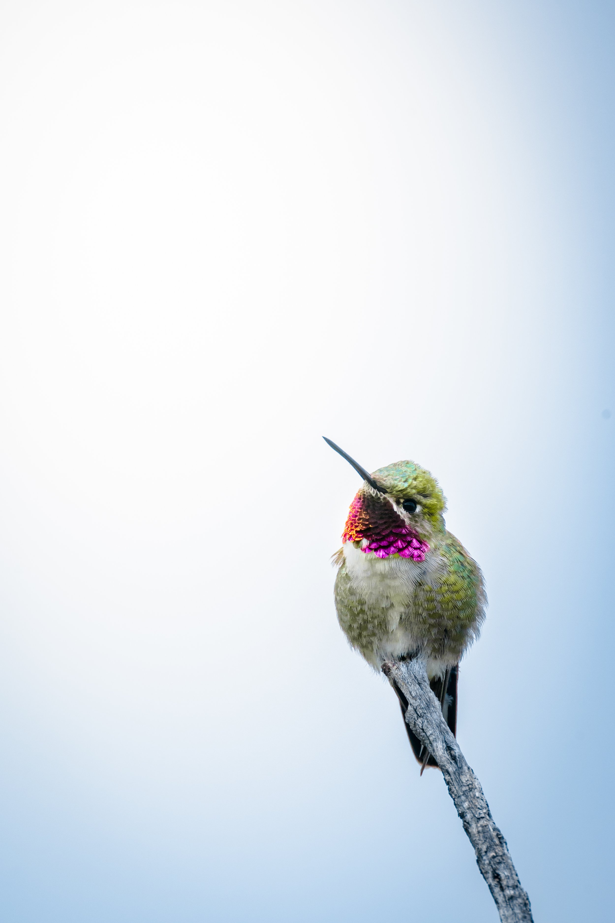 Colorful hummingbird perched on a thin branch, facing slightly to the left, with a blurred light blue and white background.