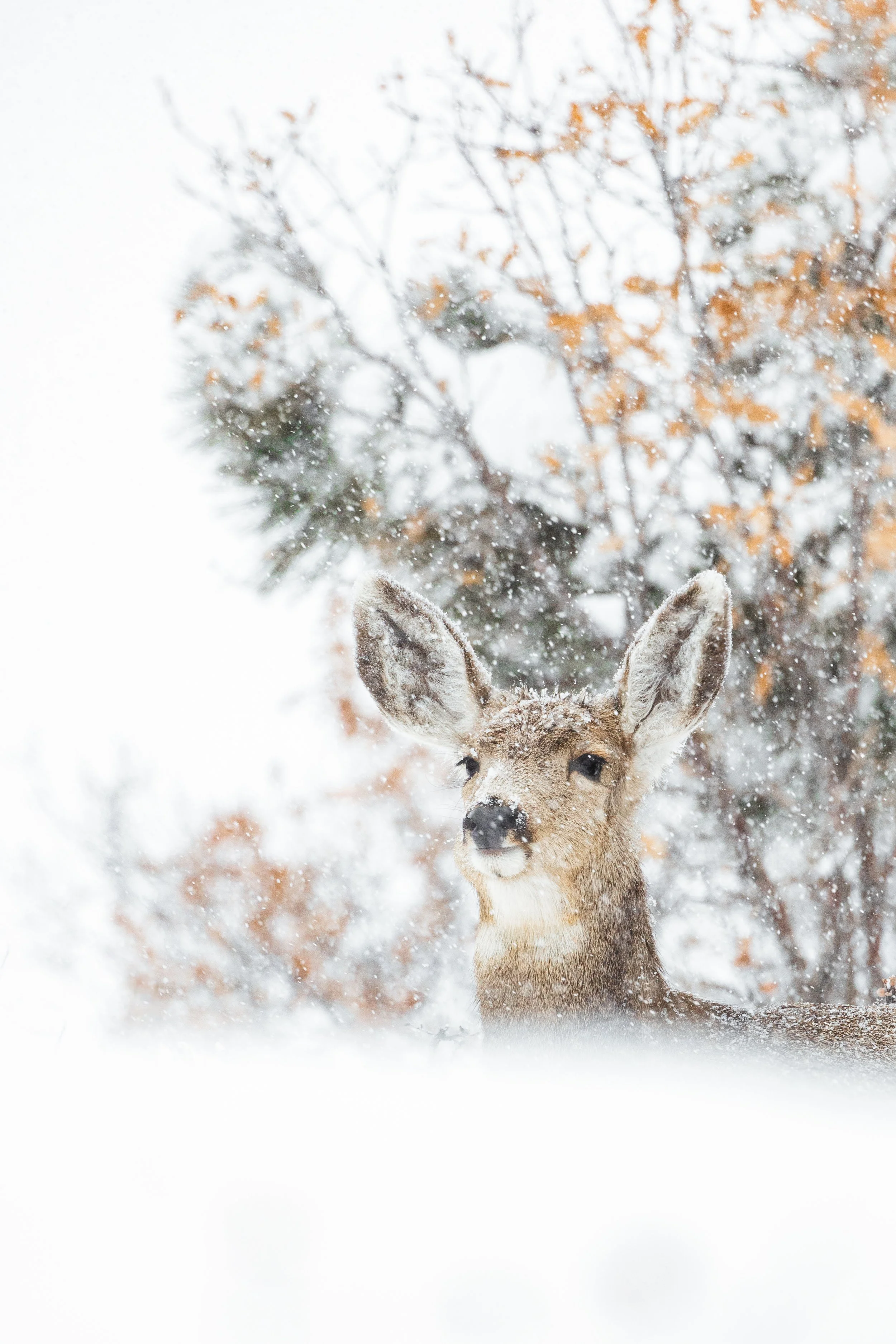 A young deer standing in the snow with snow falling around, and trees in the background.