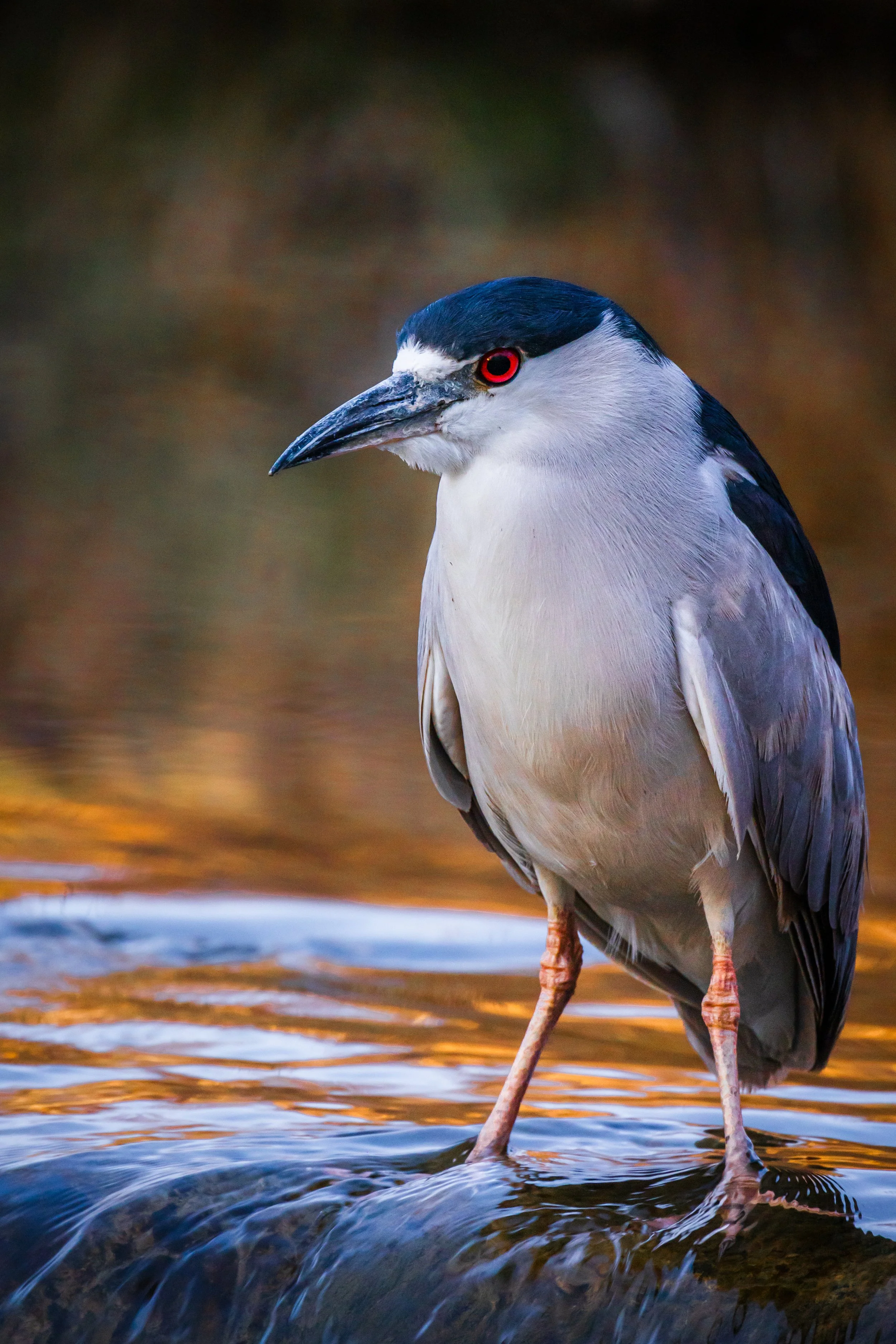 A close-up of a heron bird standing in shallow water with reflections of orange and blue, with a blurred natural background.
