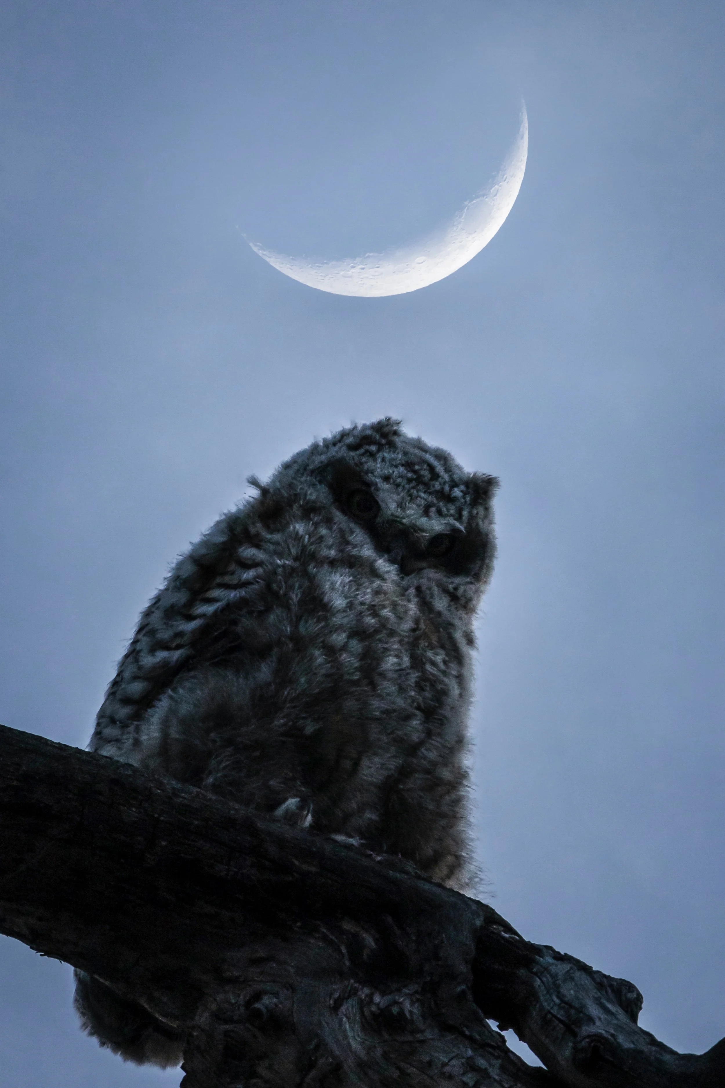 An owl perched on a tree branch with a clear view of a crescent moon in the sky at dusk or dawn.